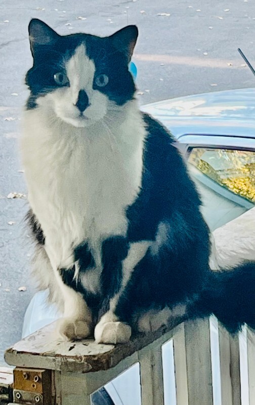Picture of the Animal Listed