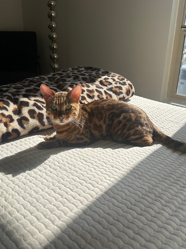 Picture of the Animal Listed
