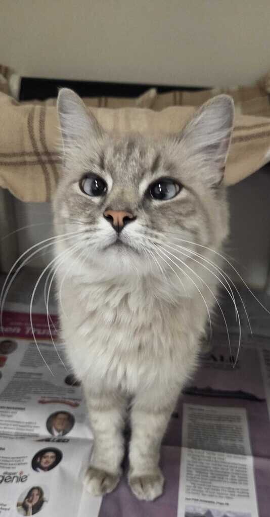 Picture of the Animal Listed