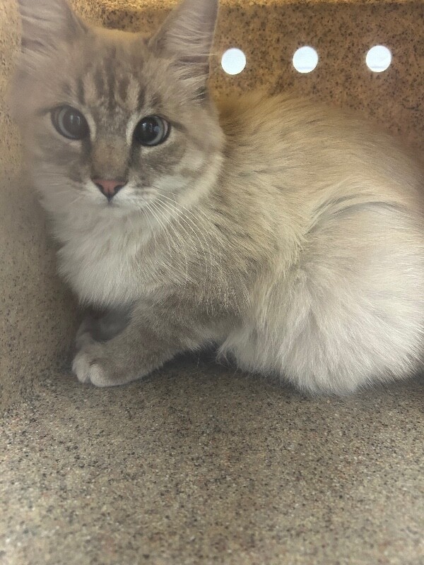 Picture of the Animal Listed