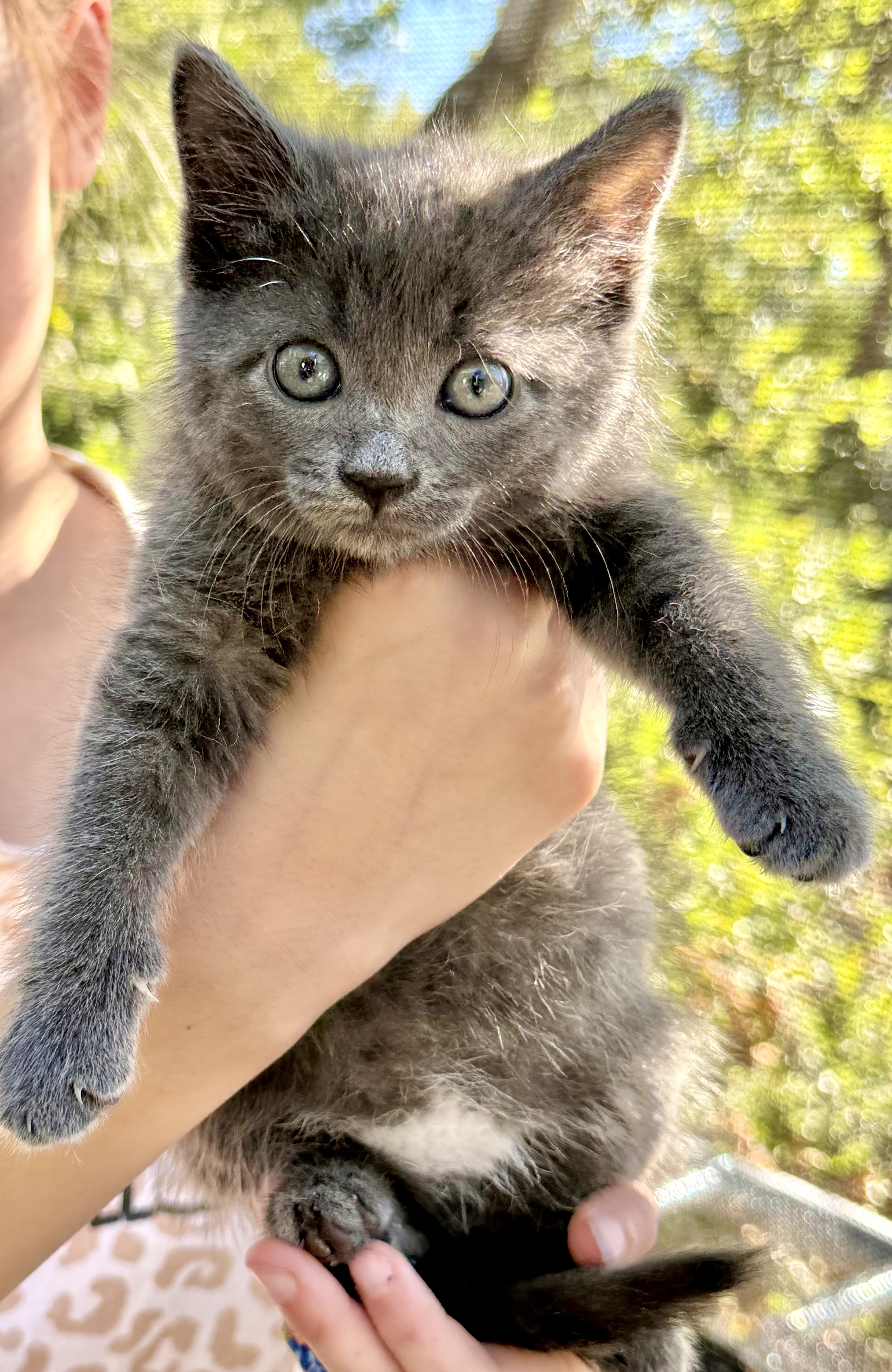 Picture of the Animal Listed