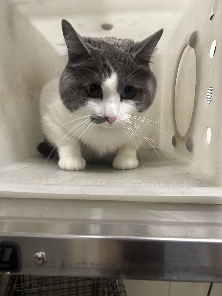 Picture of the Animal Listed