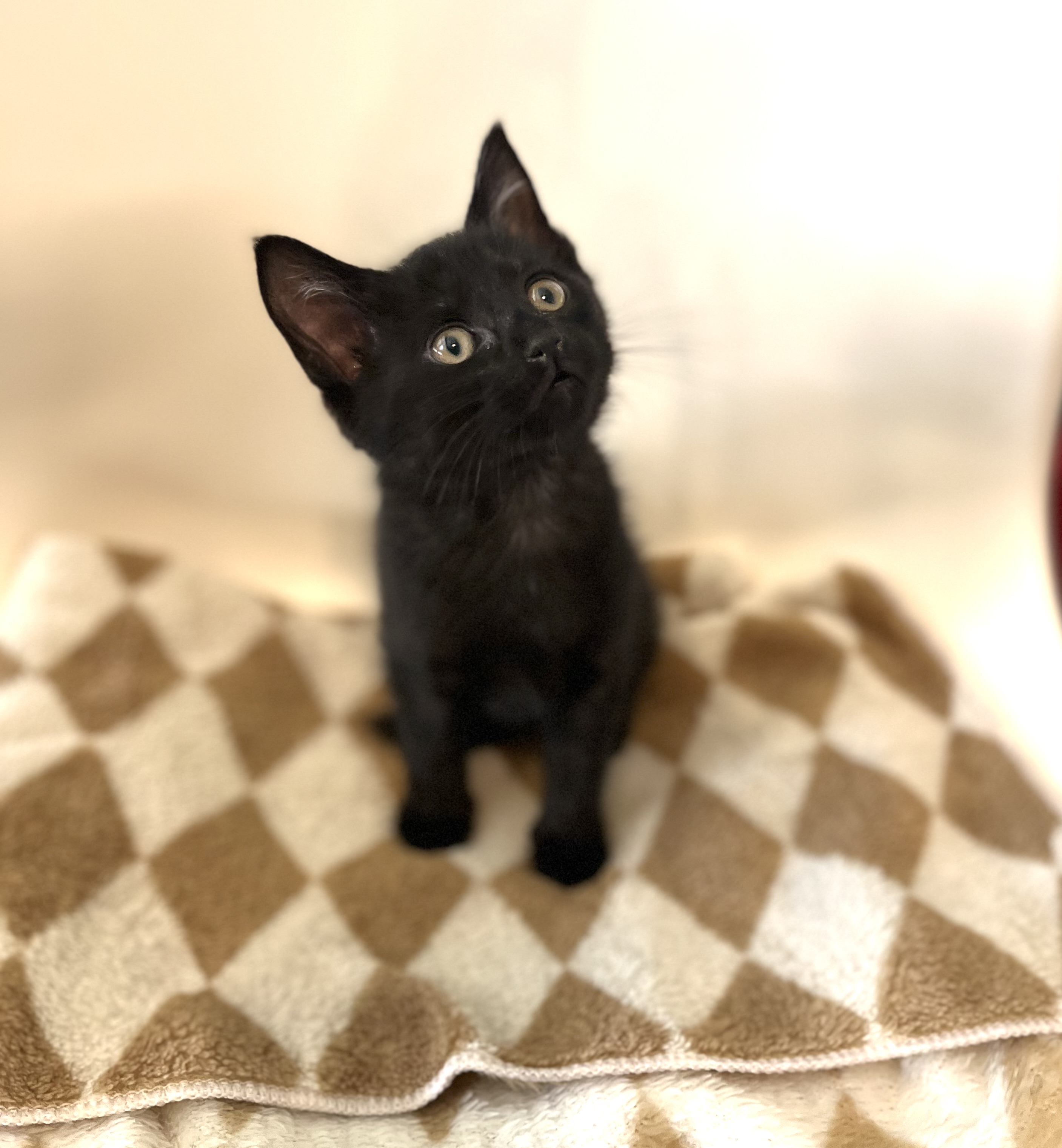 Picture of the Animal Listed