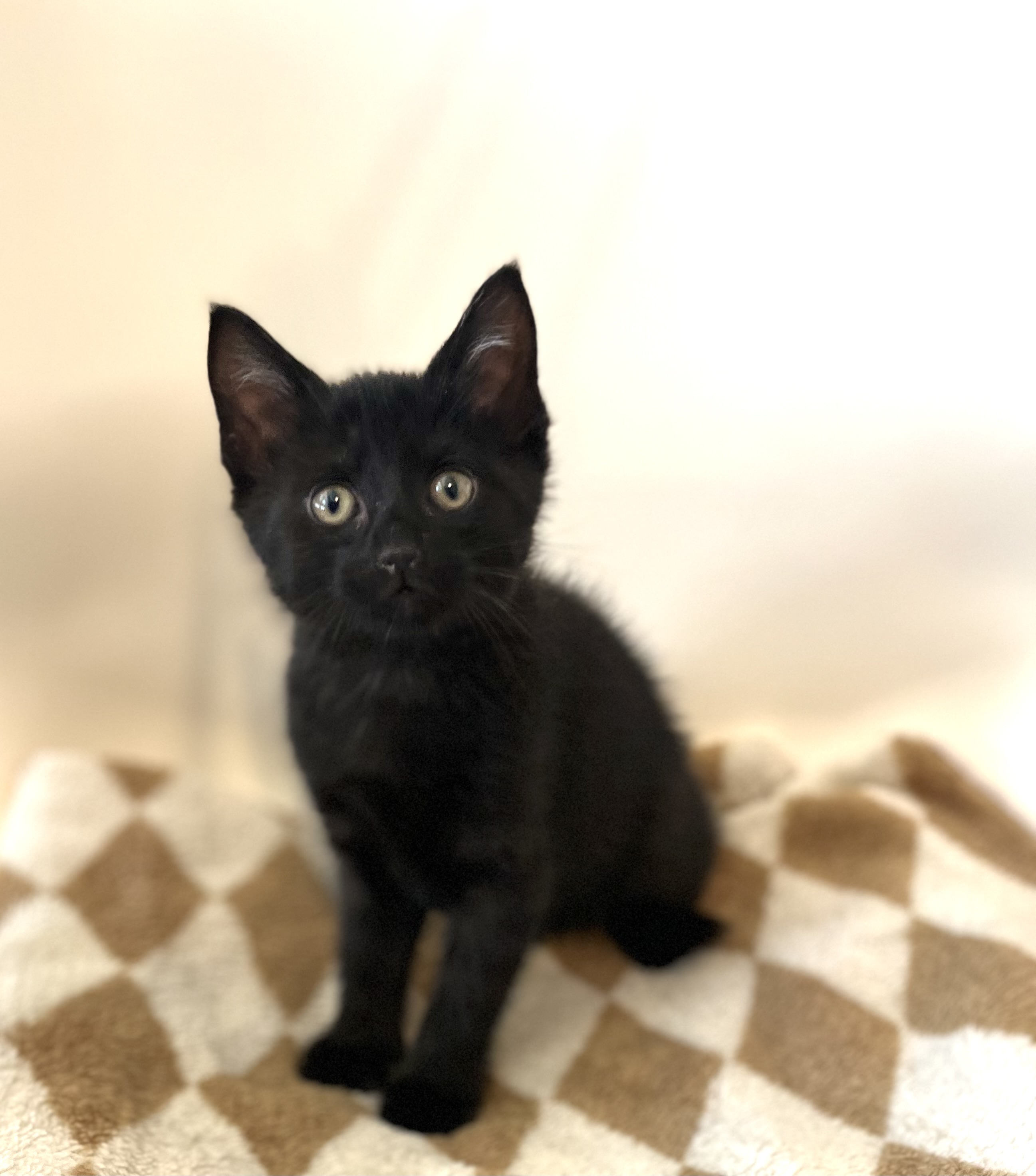 Picture of the Animal Listed
