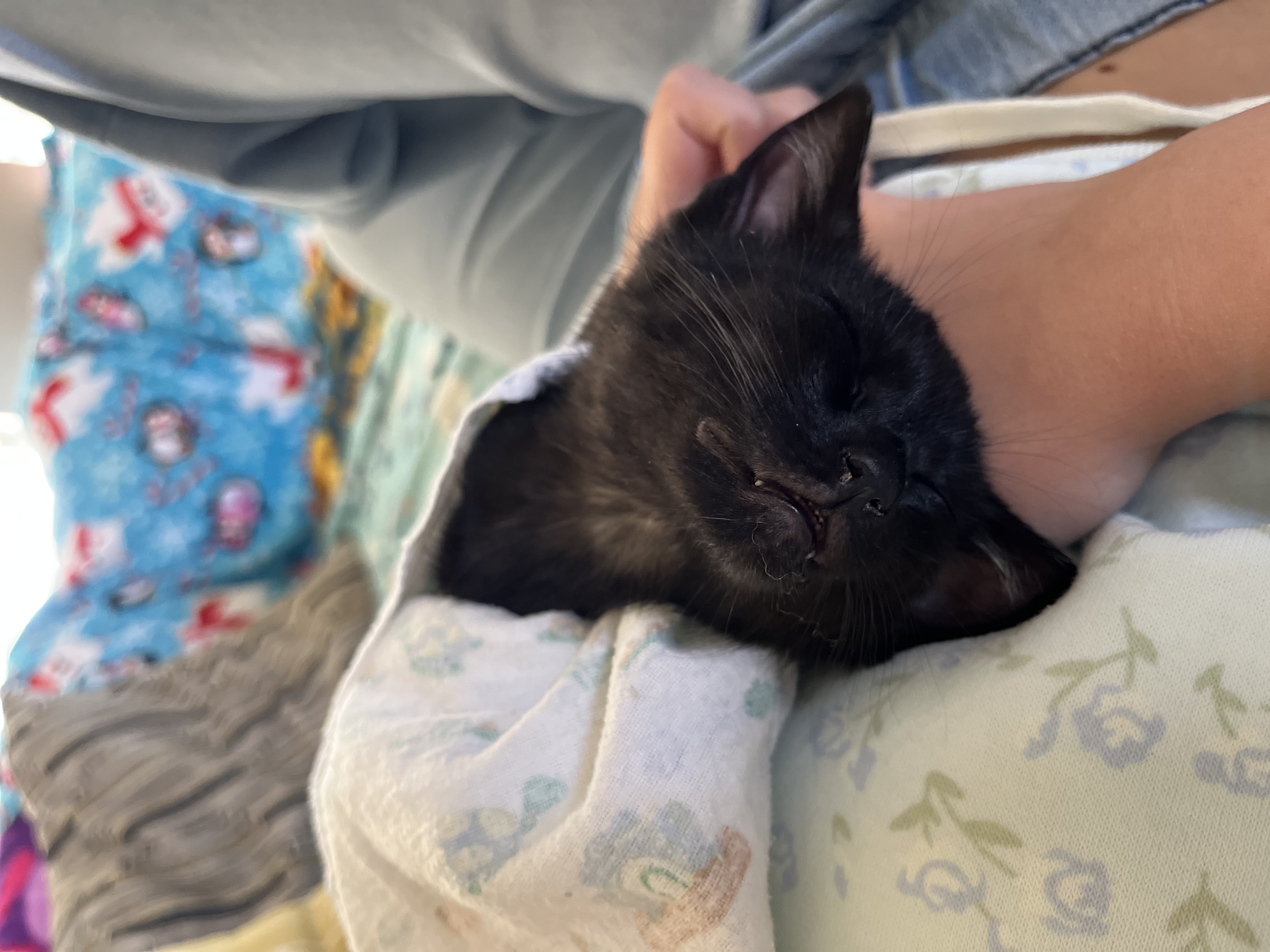Picture of the Animal Listed