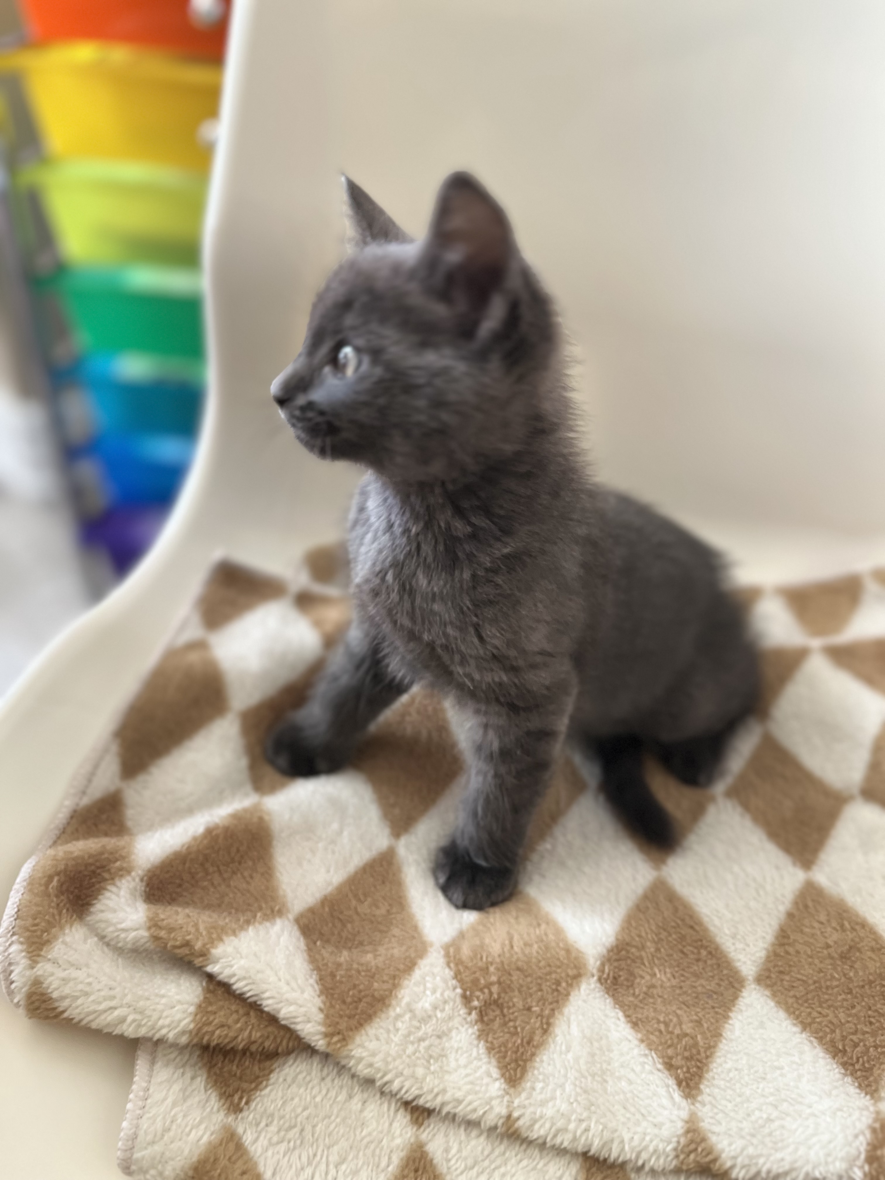 Picture of the Animal Listed