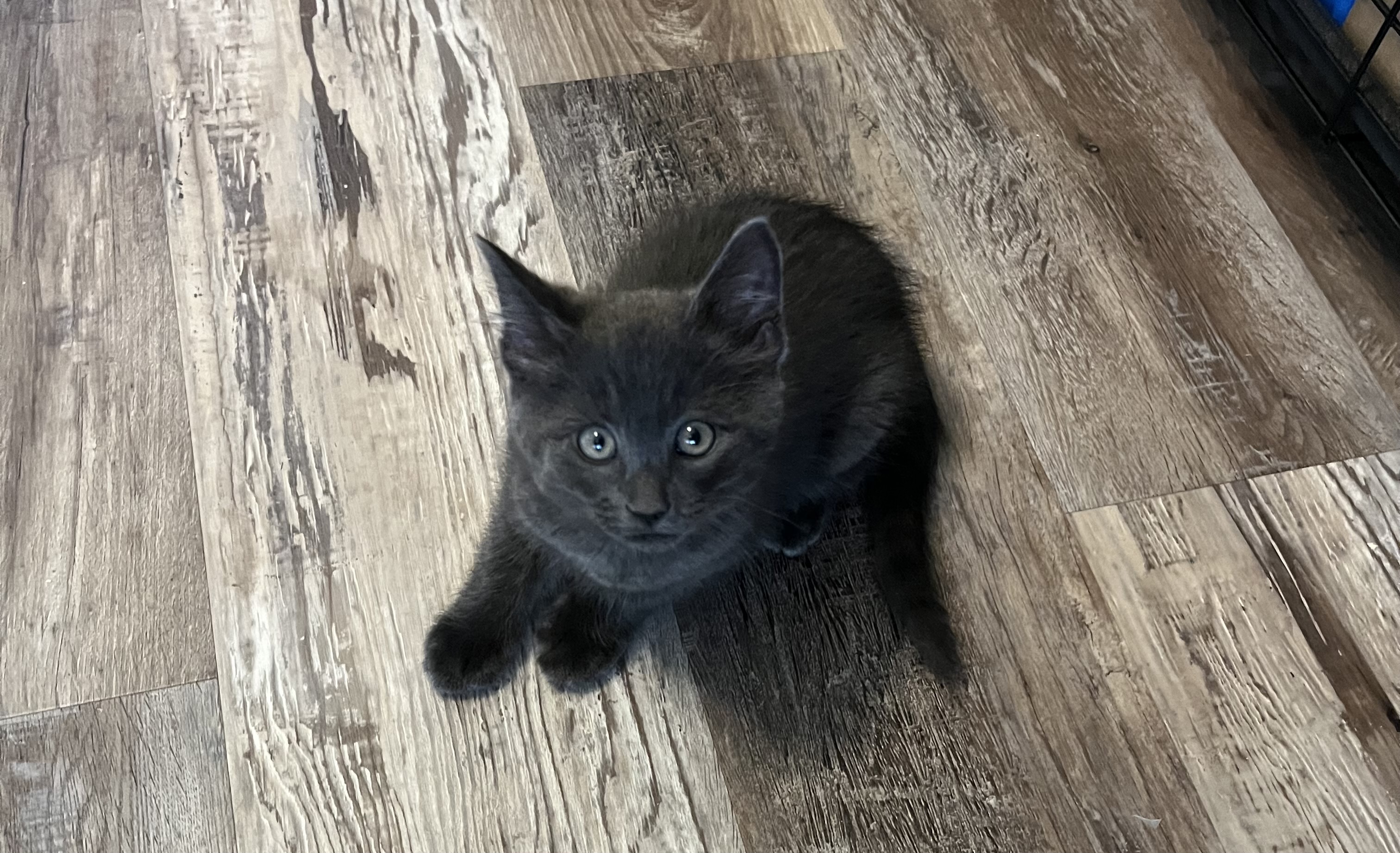 Picture of the Animal Listed