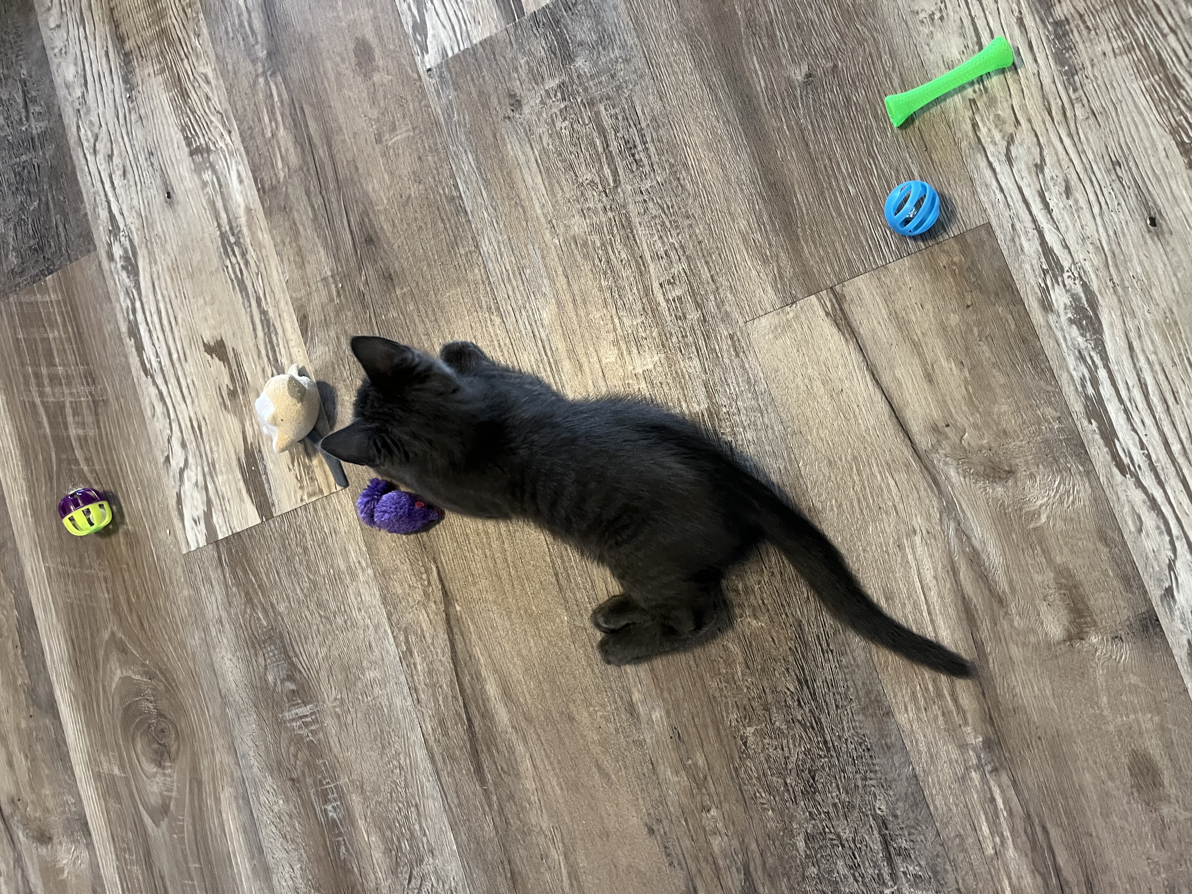 Picture of the Animal Listed