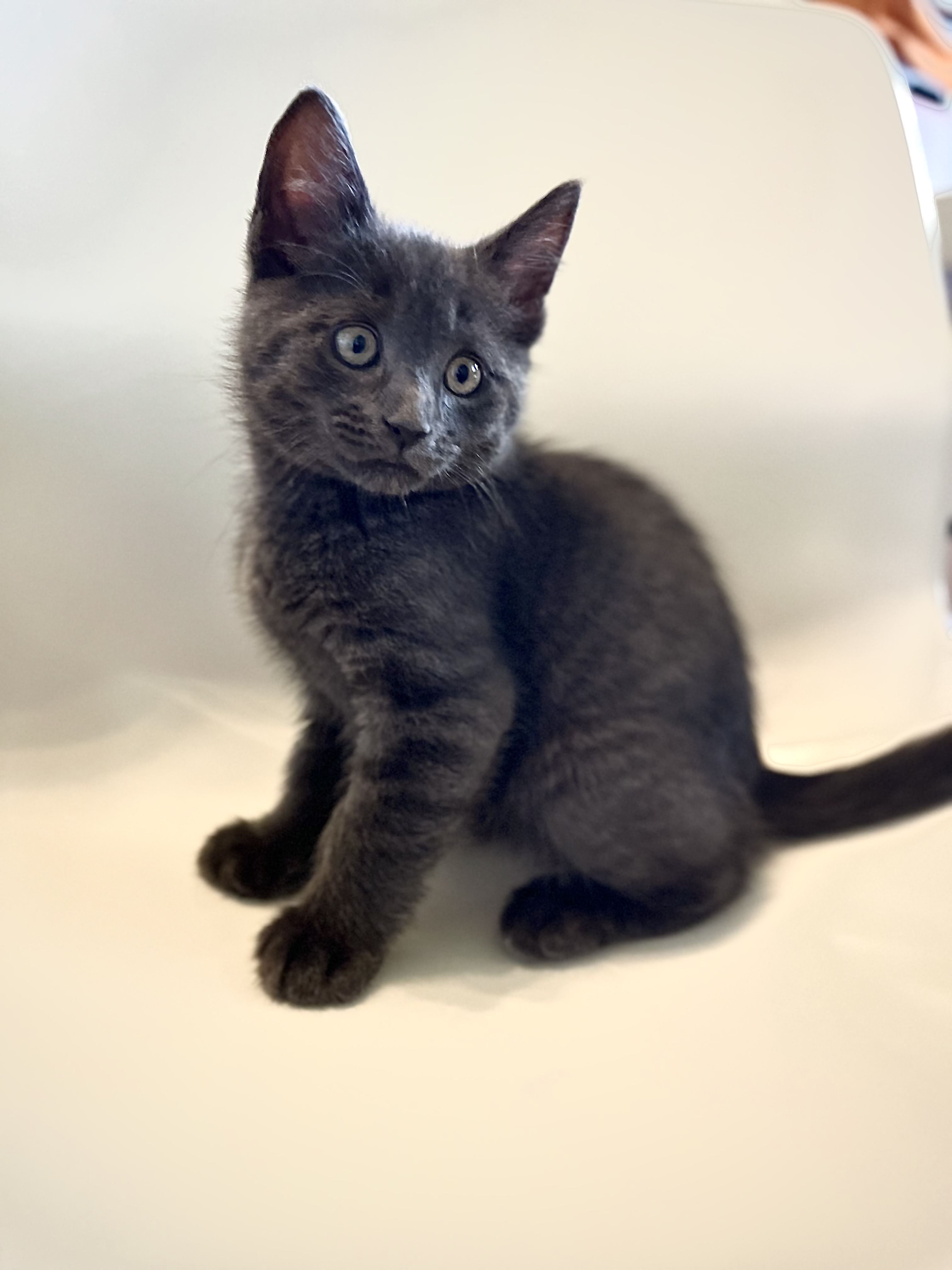 Picture of the Animal Listed