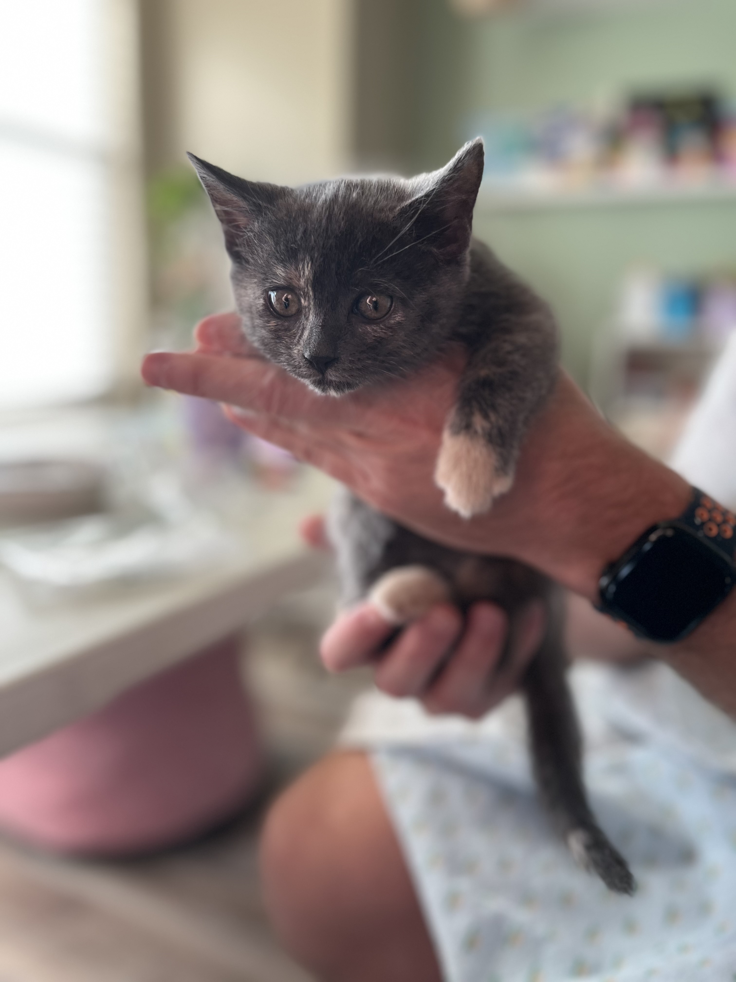 Picture of the Animal Listed