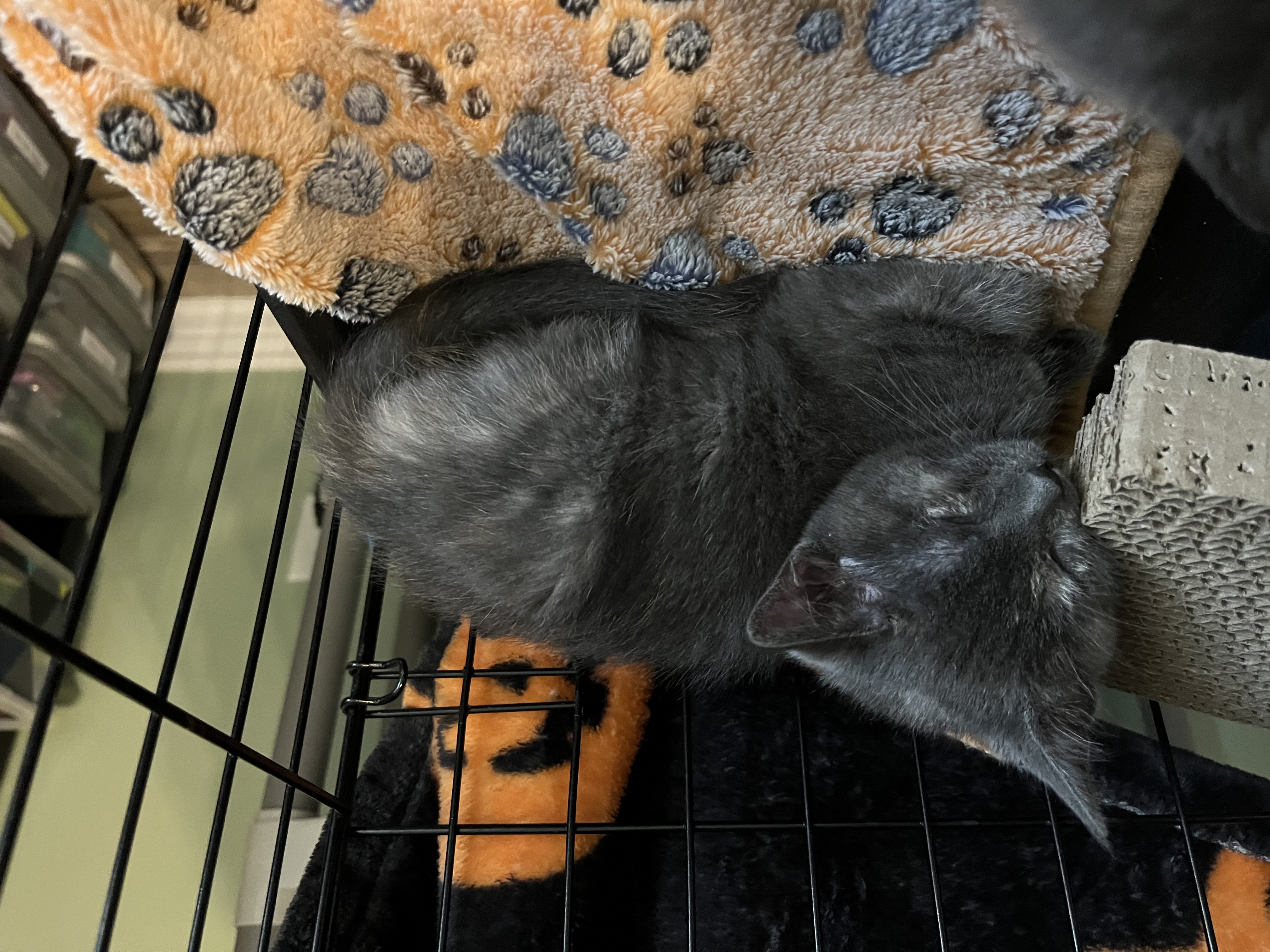 Picture of the Animal Listed