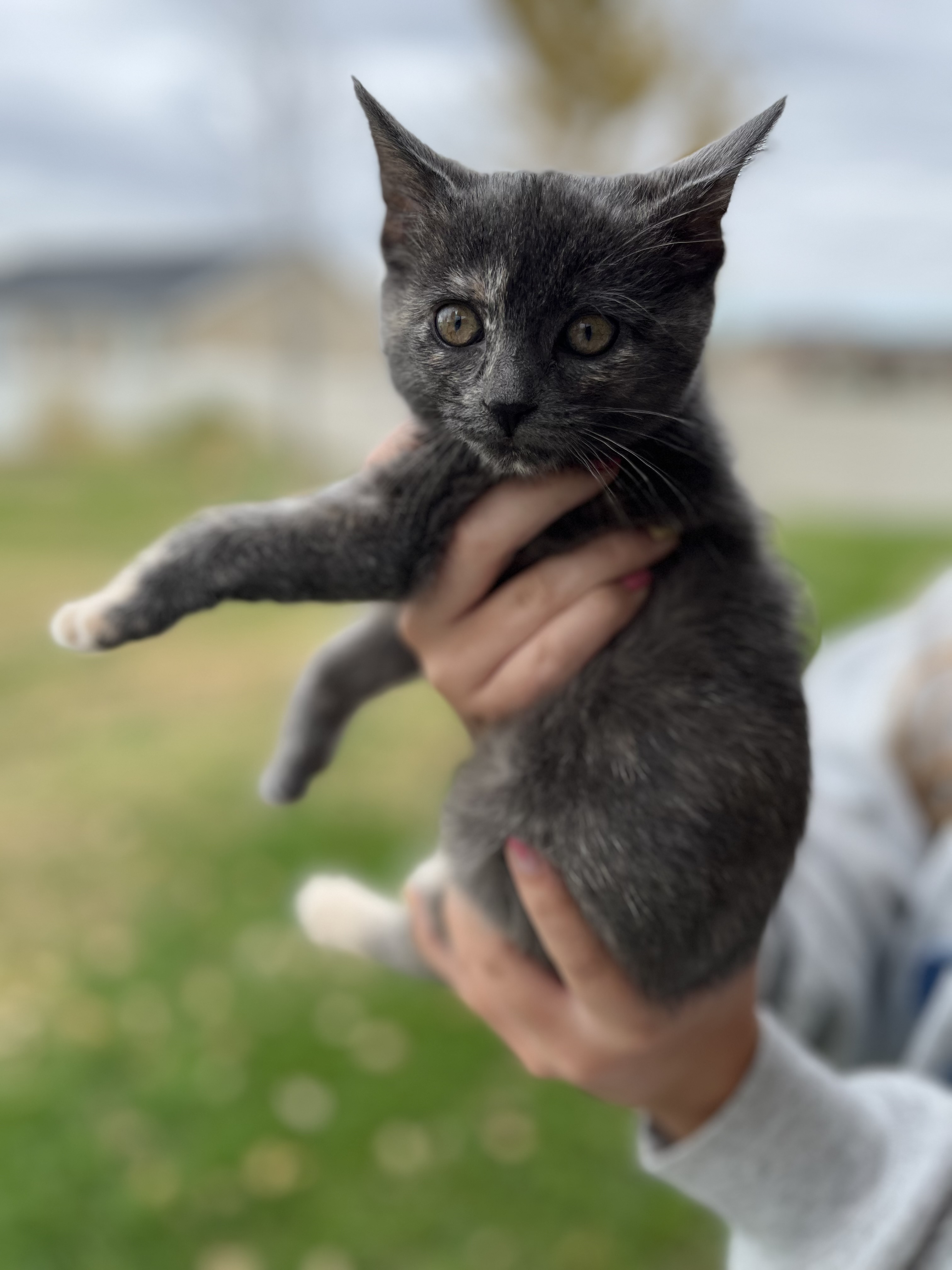 Picture of the Animal Listed