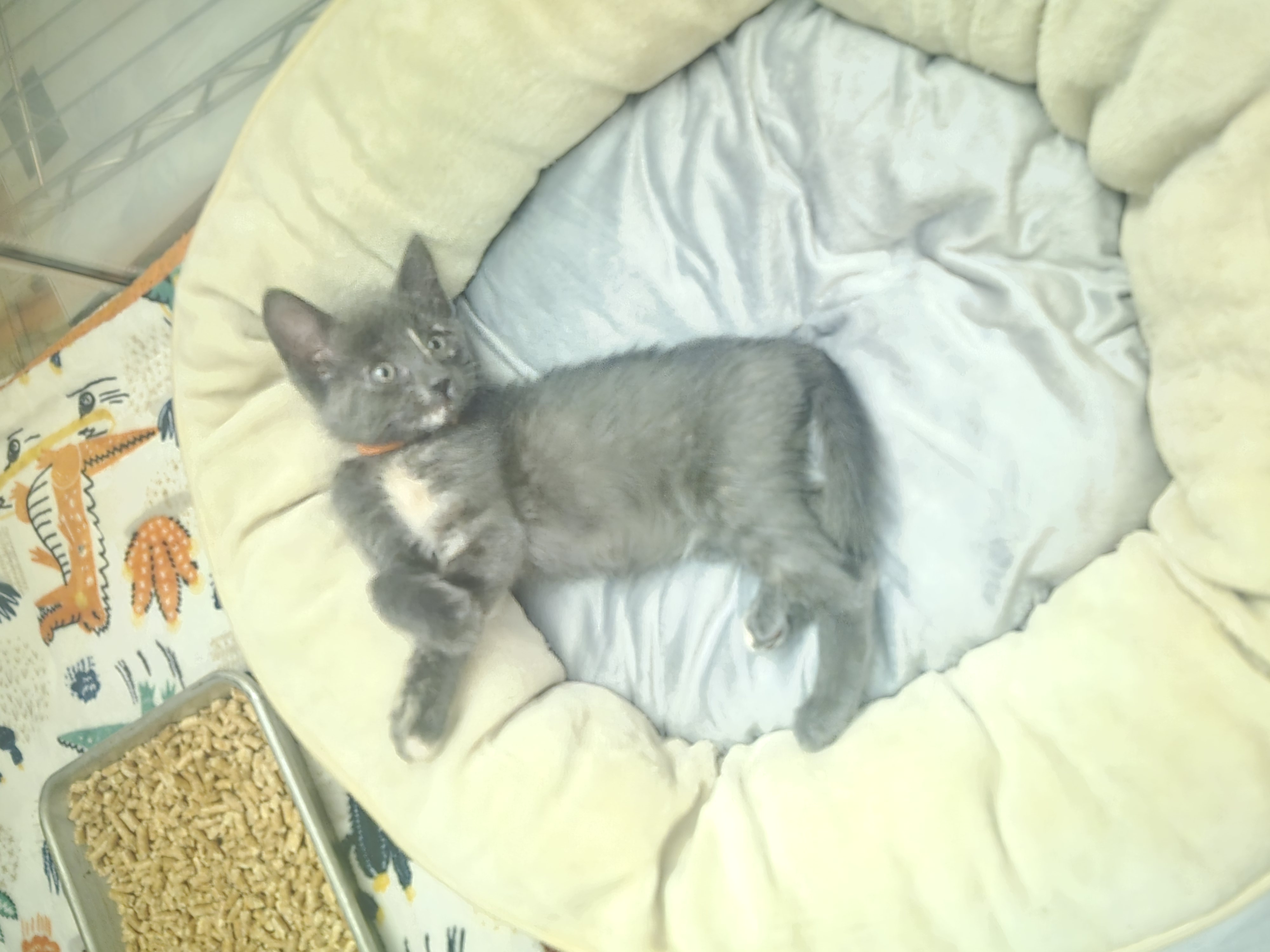 Picture of the Animal Listed