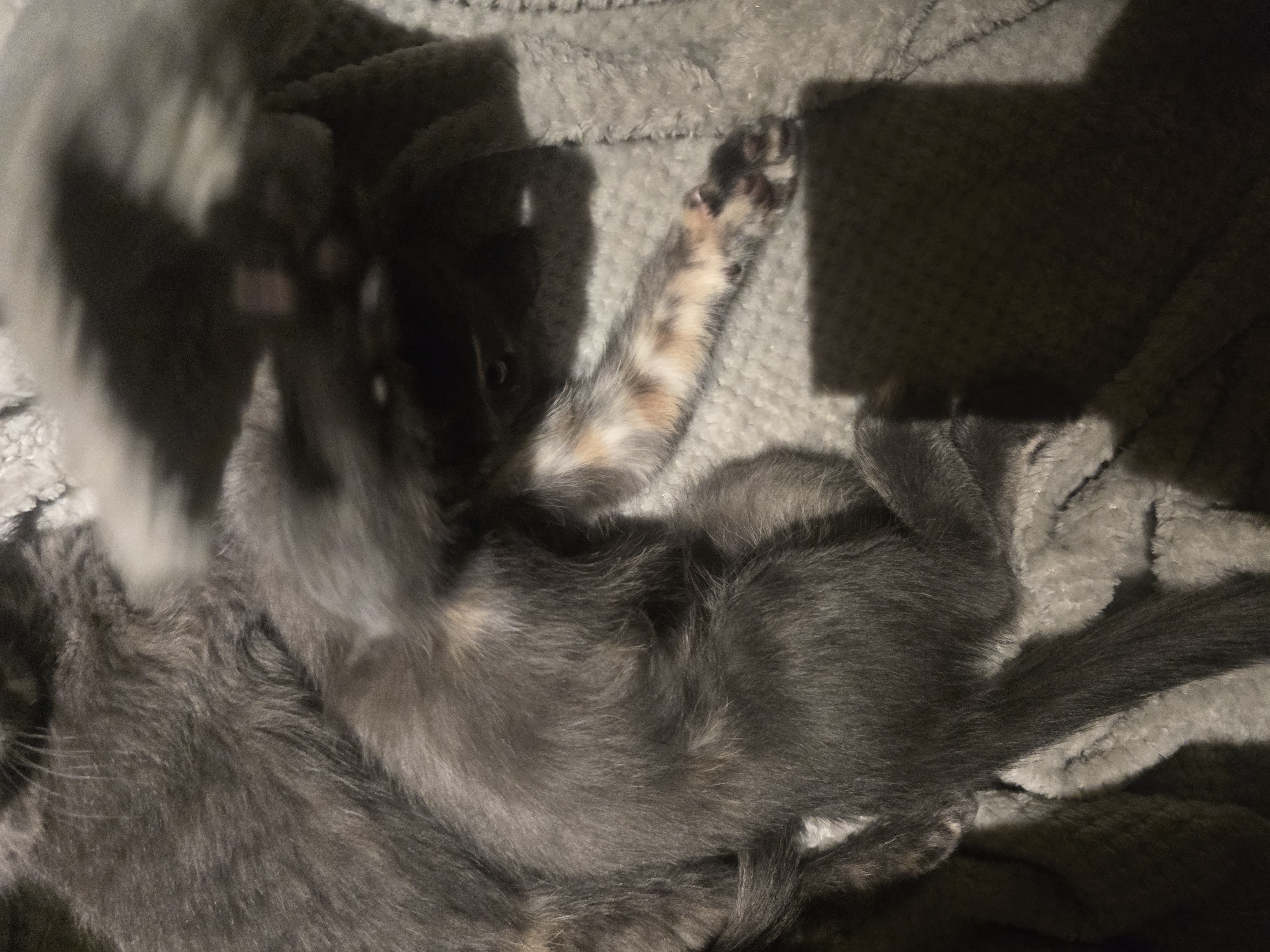 Picture of the Animal Listed