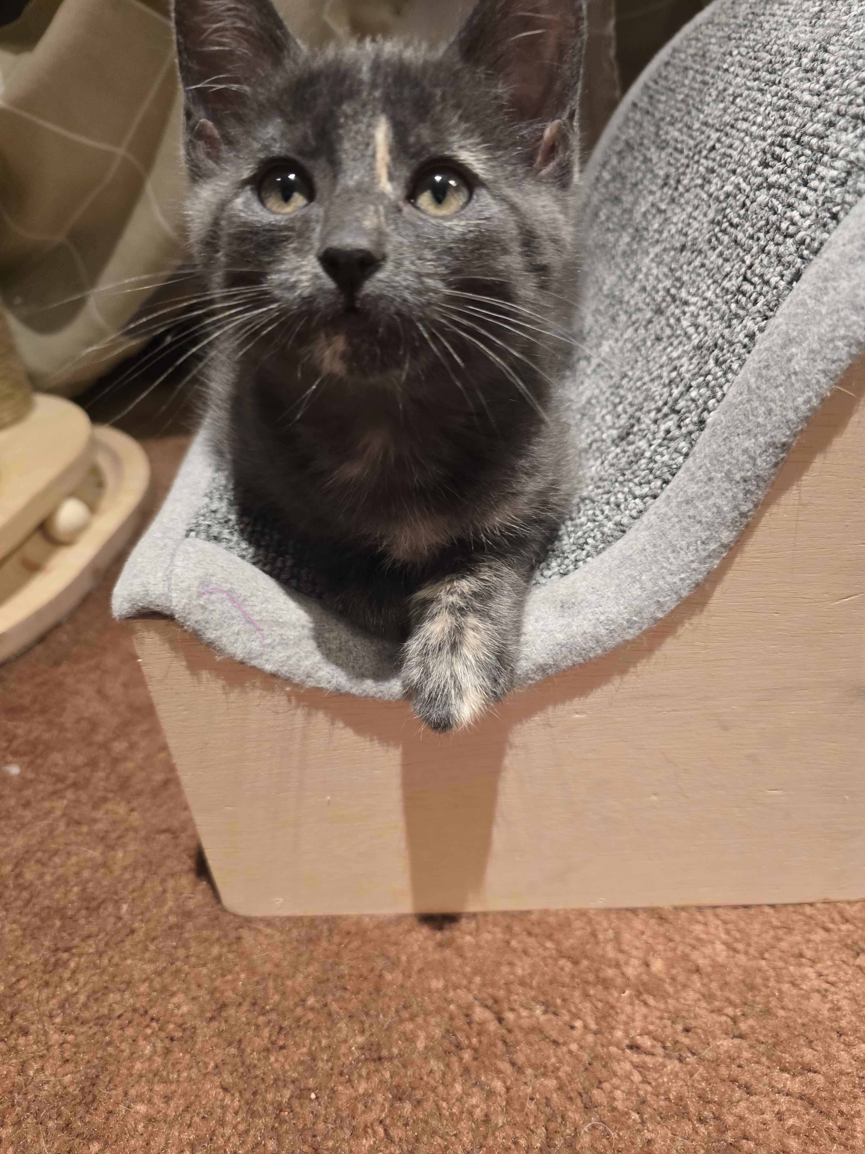 Picture of the Animal Listed