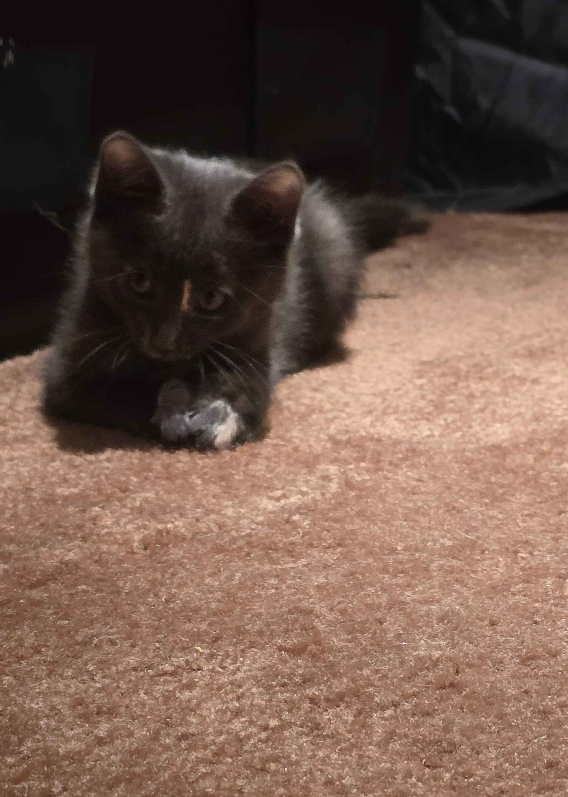 Picture of the Animal Listed
