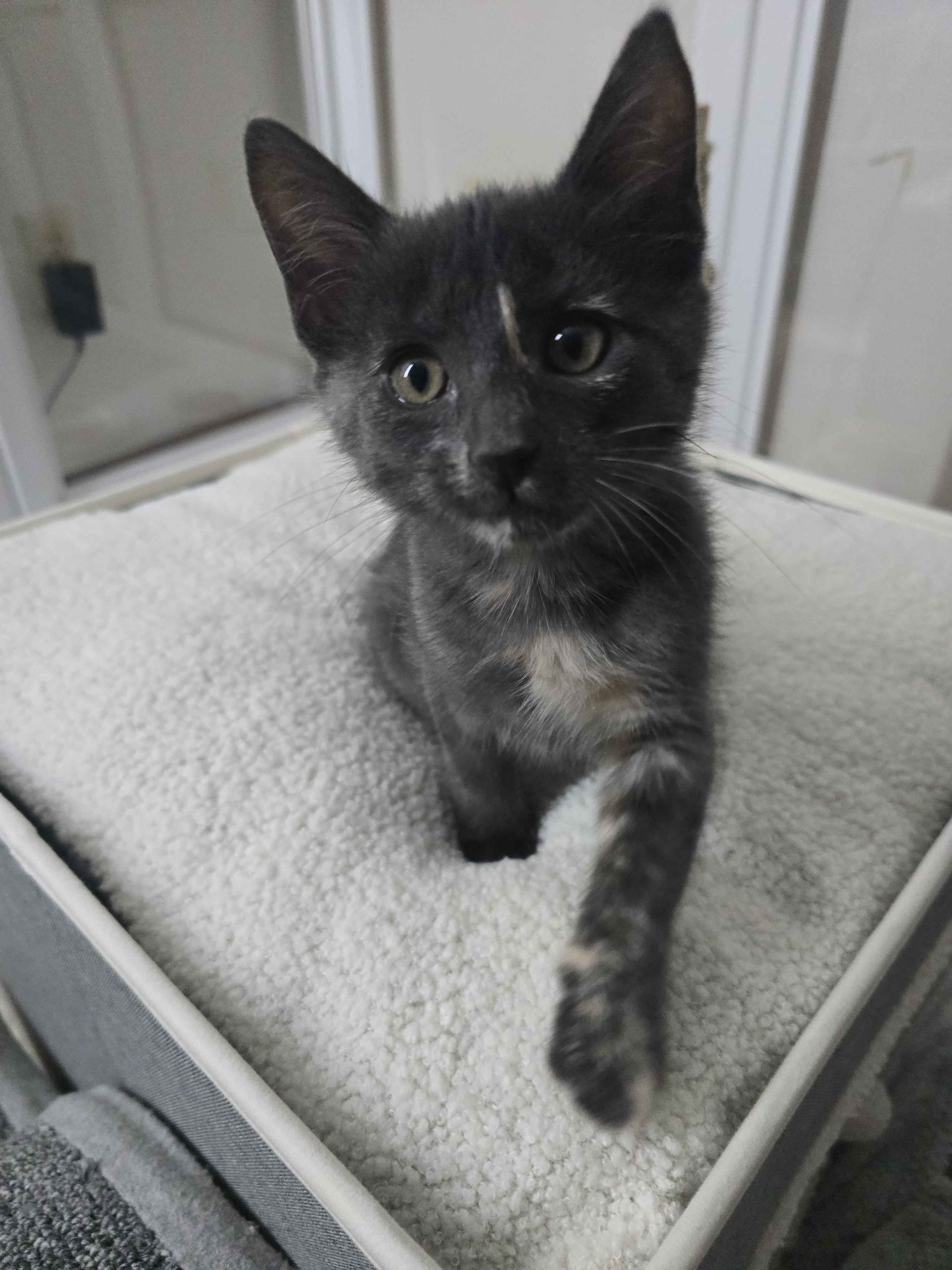 Picture of the Animal Listed