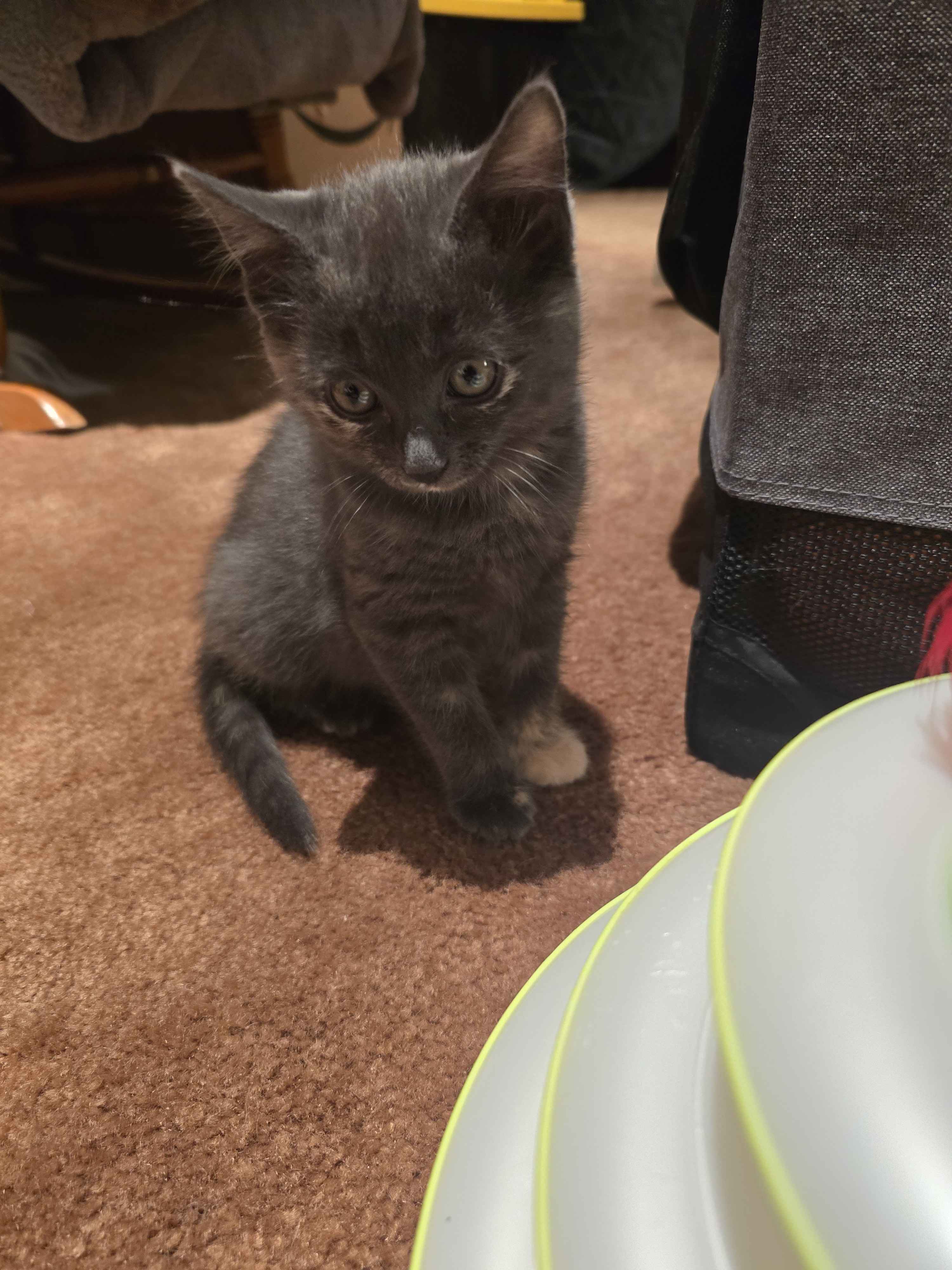 Picture of the Animal Listed