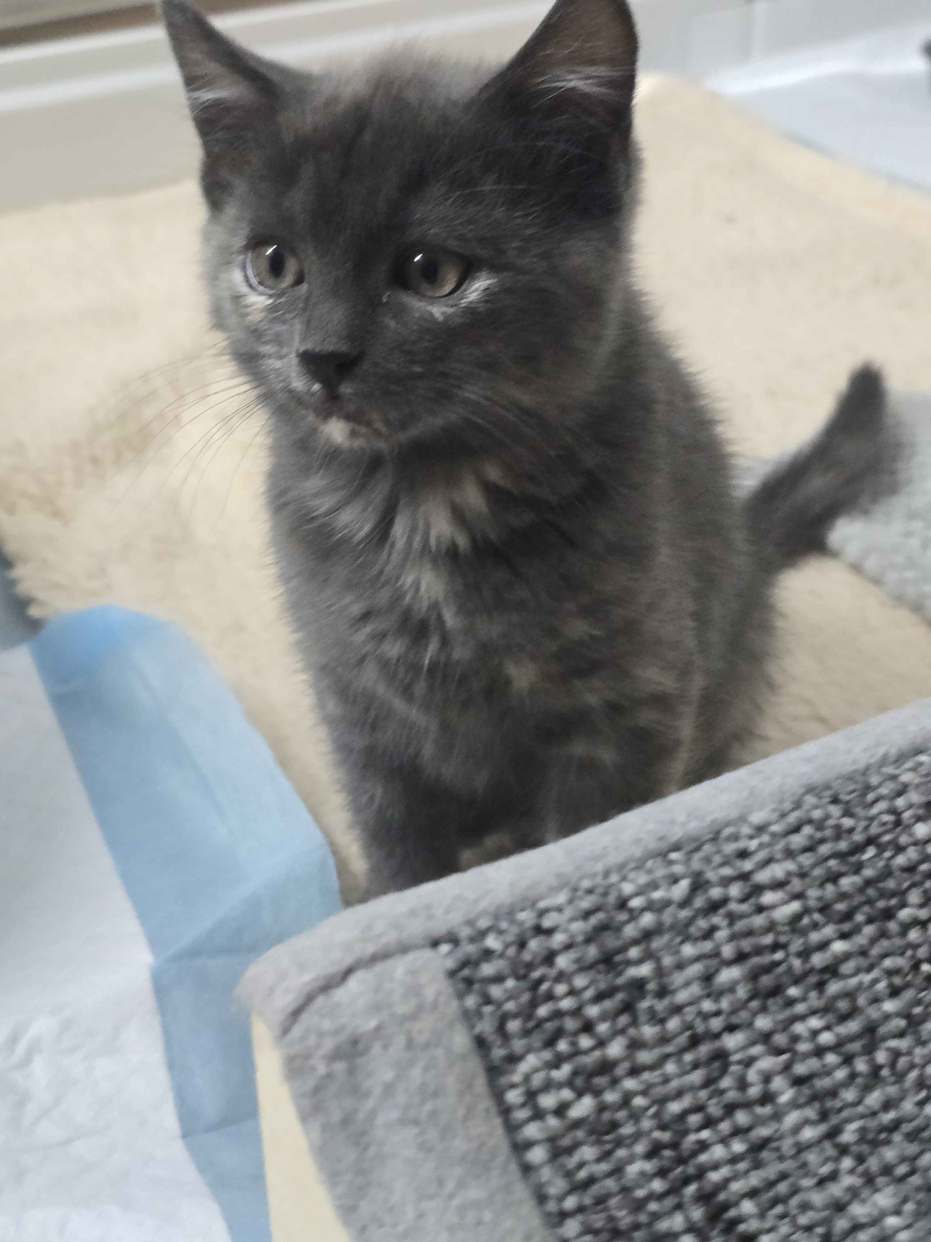 Picture of the Animal Listed