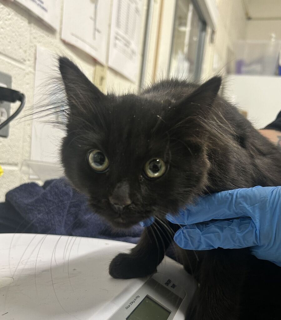 Picture of the Animal Listed