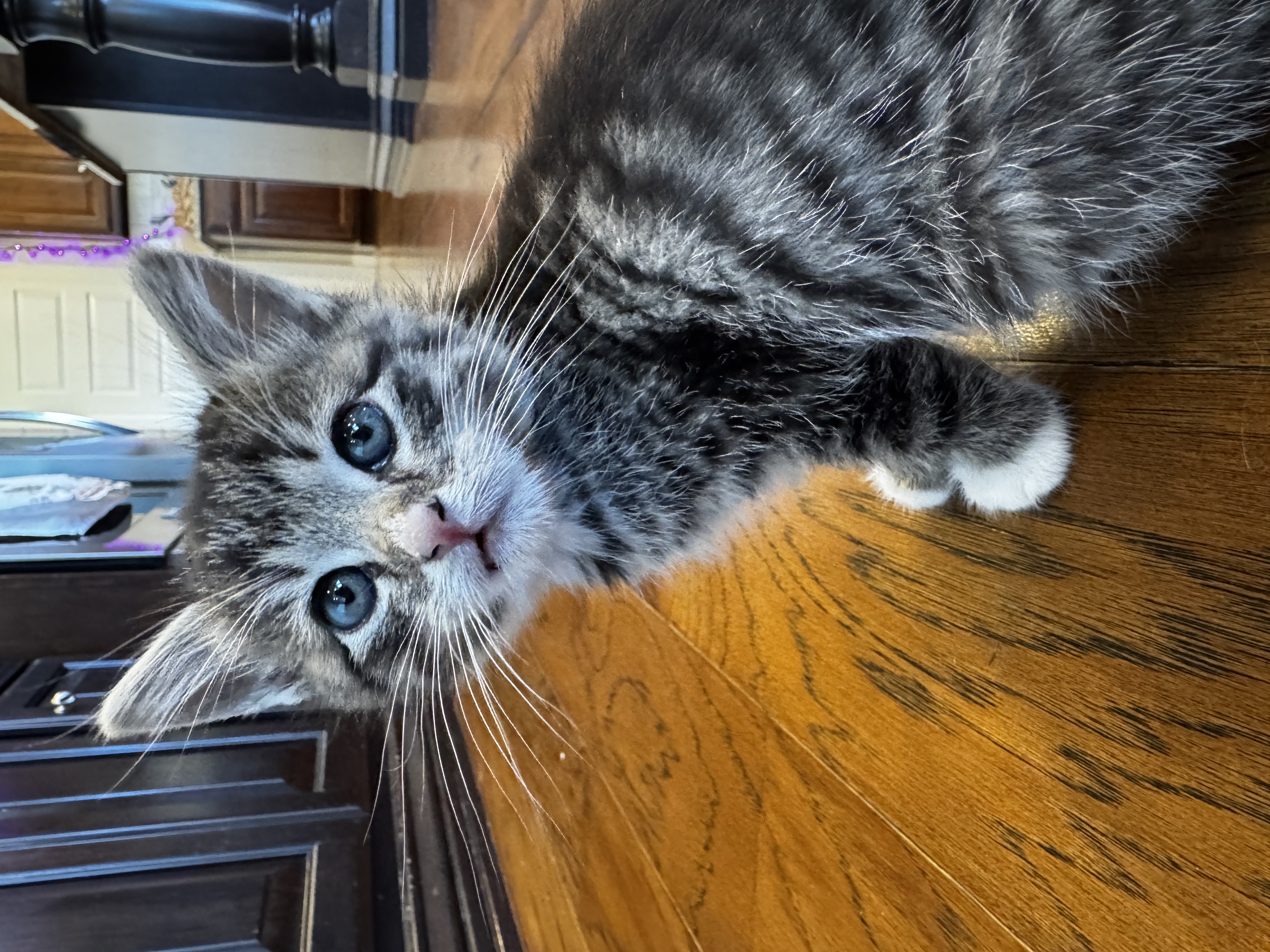 Picture of the Animal Listed