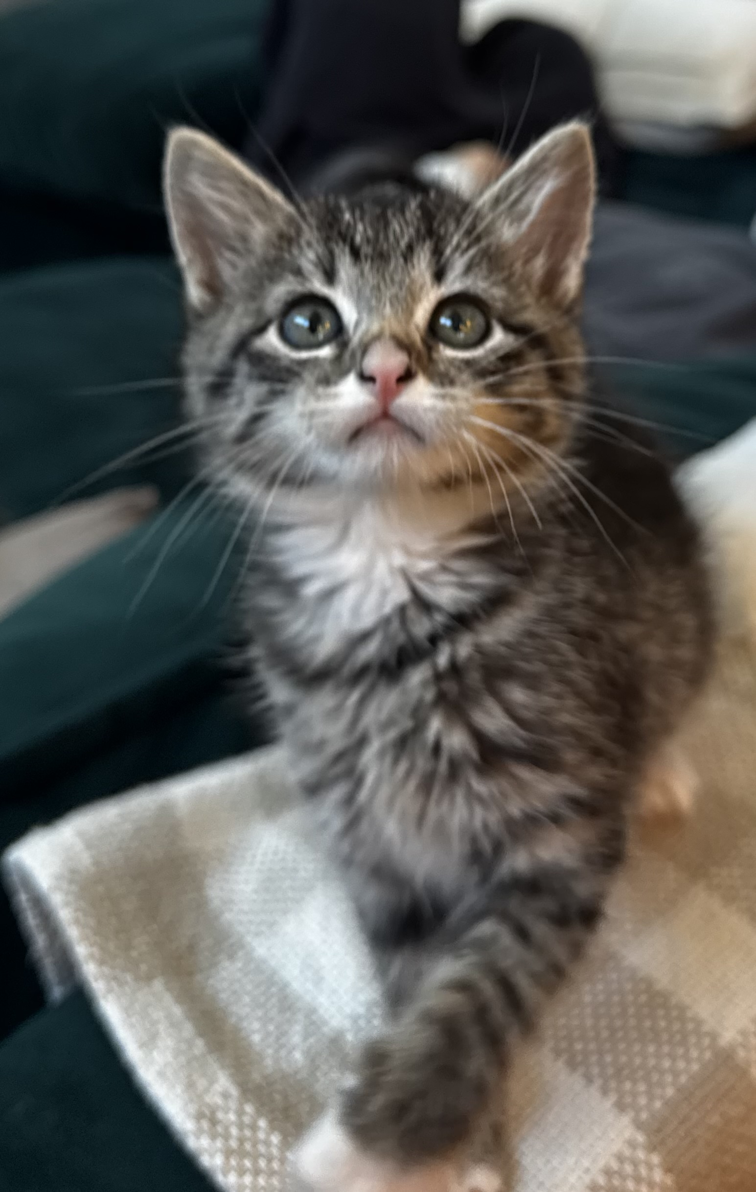 Picture of the Animal Listed