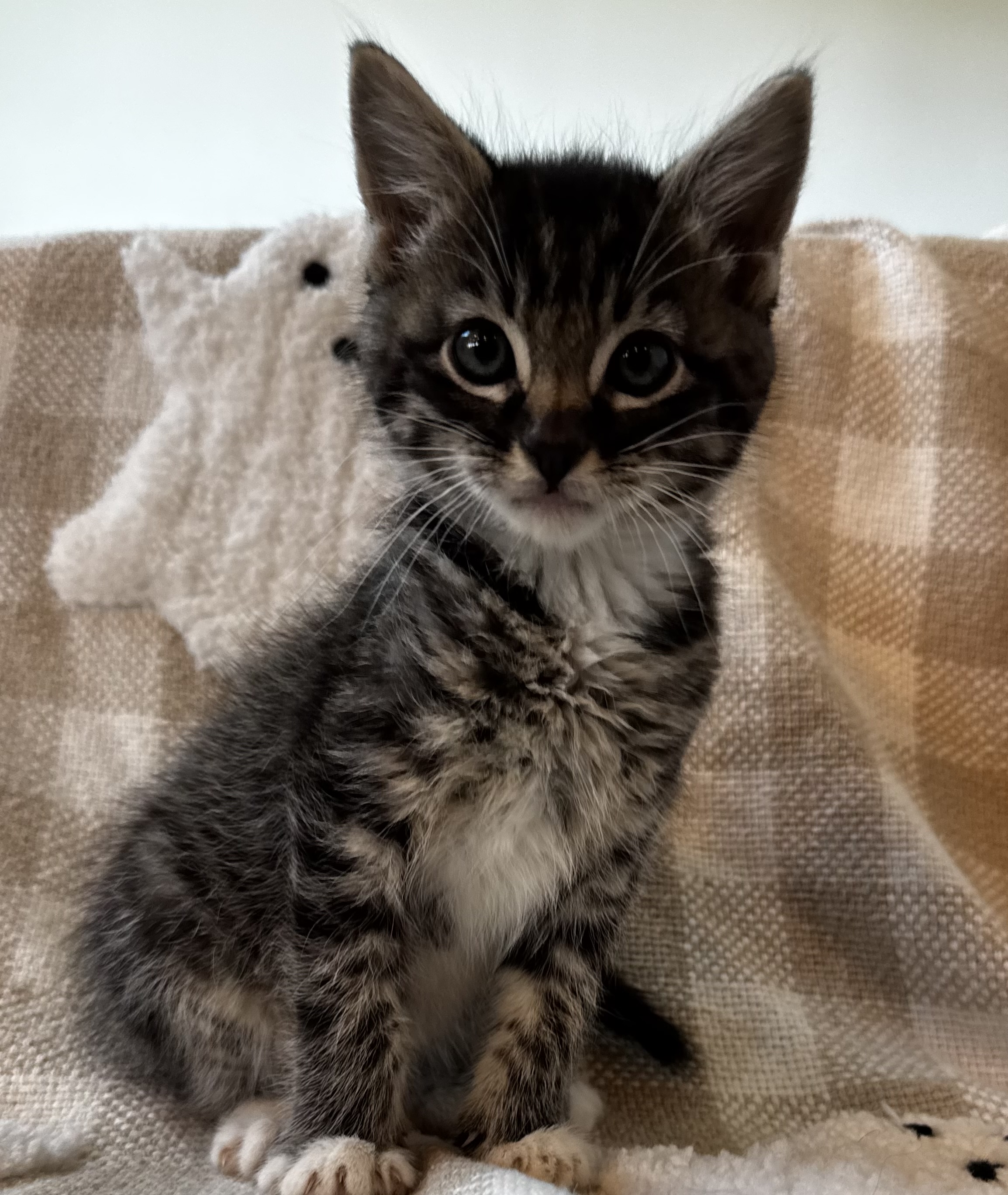 Picture of the Animal Listed