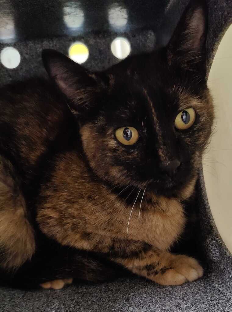 Picture of the Animal Listed