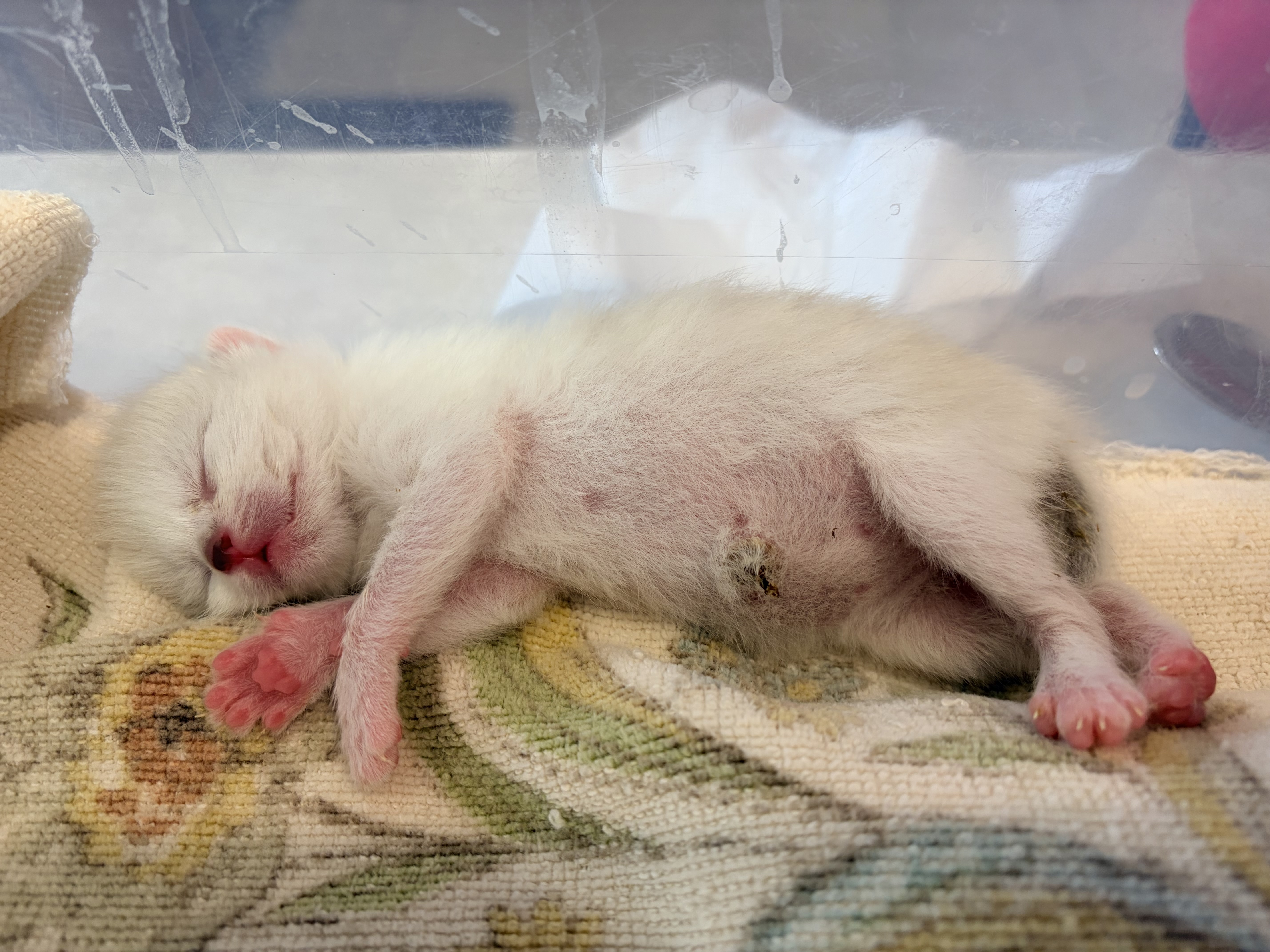 Picture of the Animal Listed