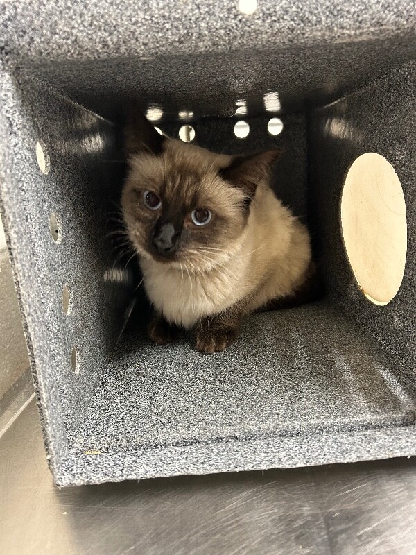 Picture of the Animal Listed
