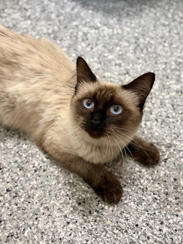 Picture of the Animal Listed