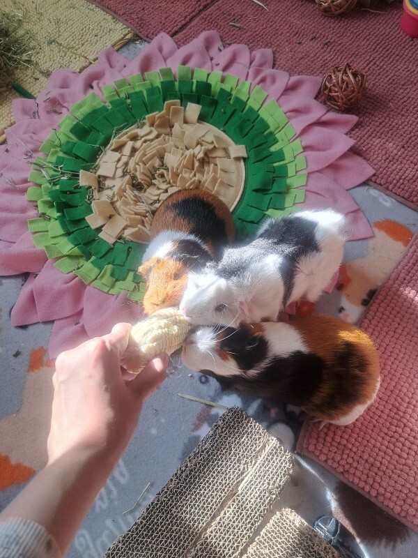 Picture of the Animal Listed