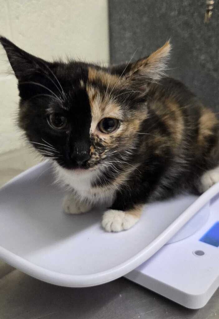 Picture of the Animal Listed