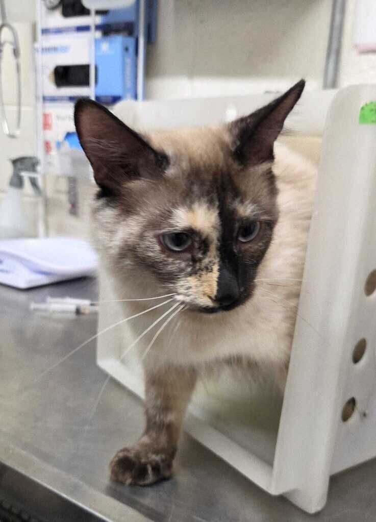 Picture of the Animal Listed