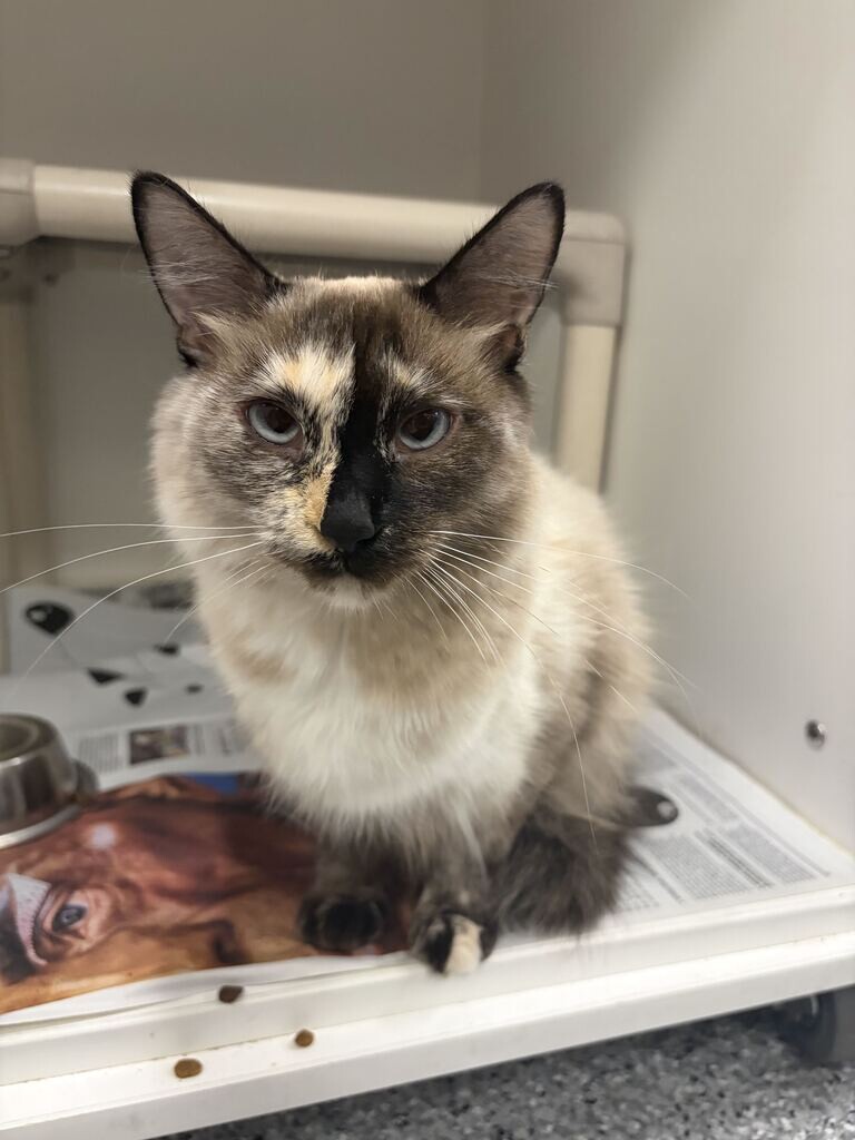 Picture of the Animal Listed