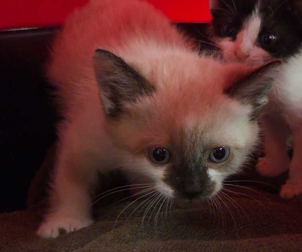 Picture of the Animal Listed