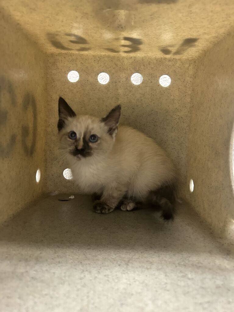 Picture of the Animal Listed
