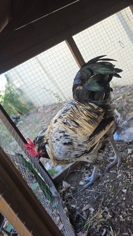 Picture of the Animal Listed