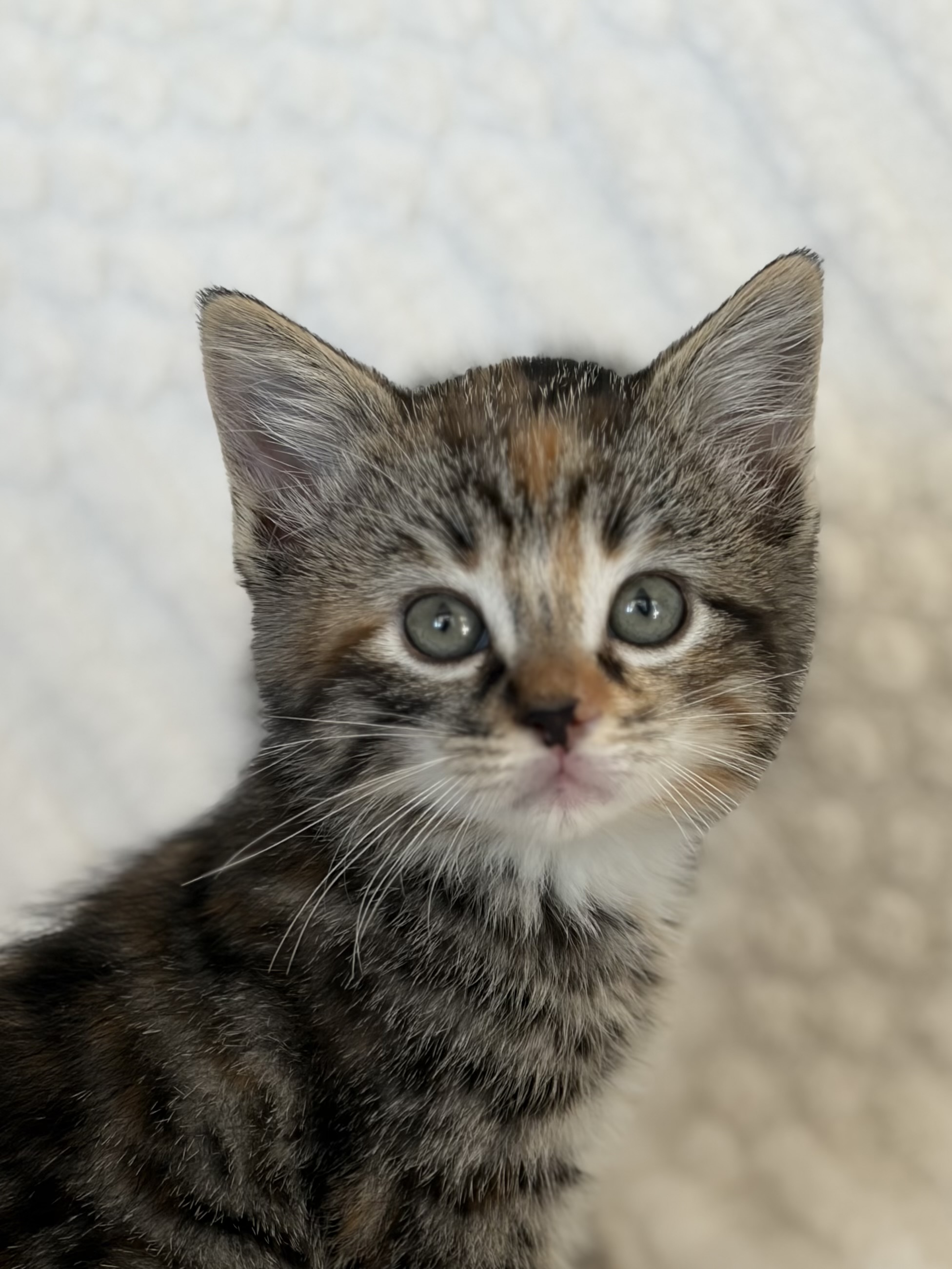 Picture of the Animal Listed