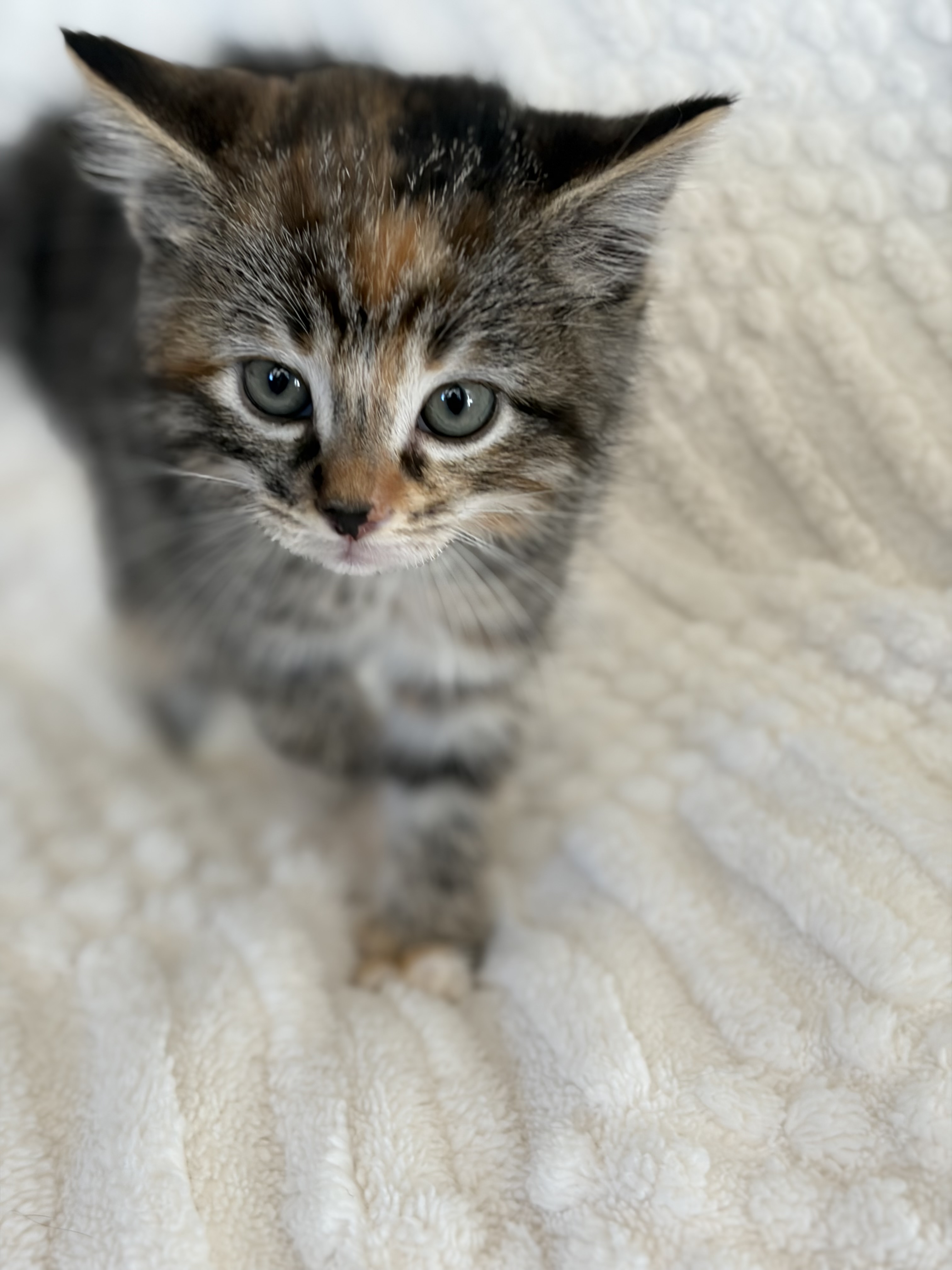 Picture of the Animal Listed