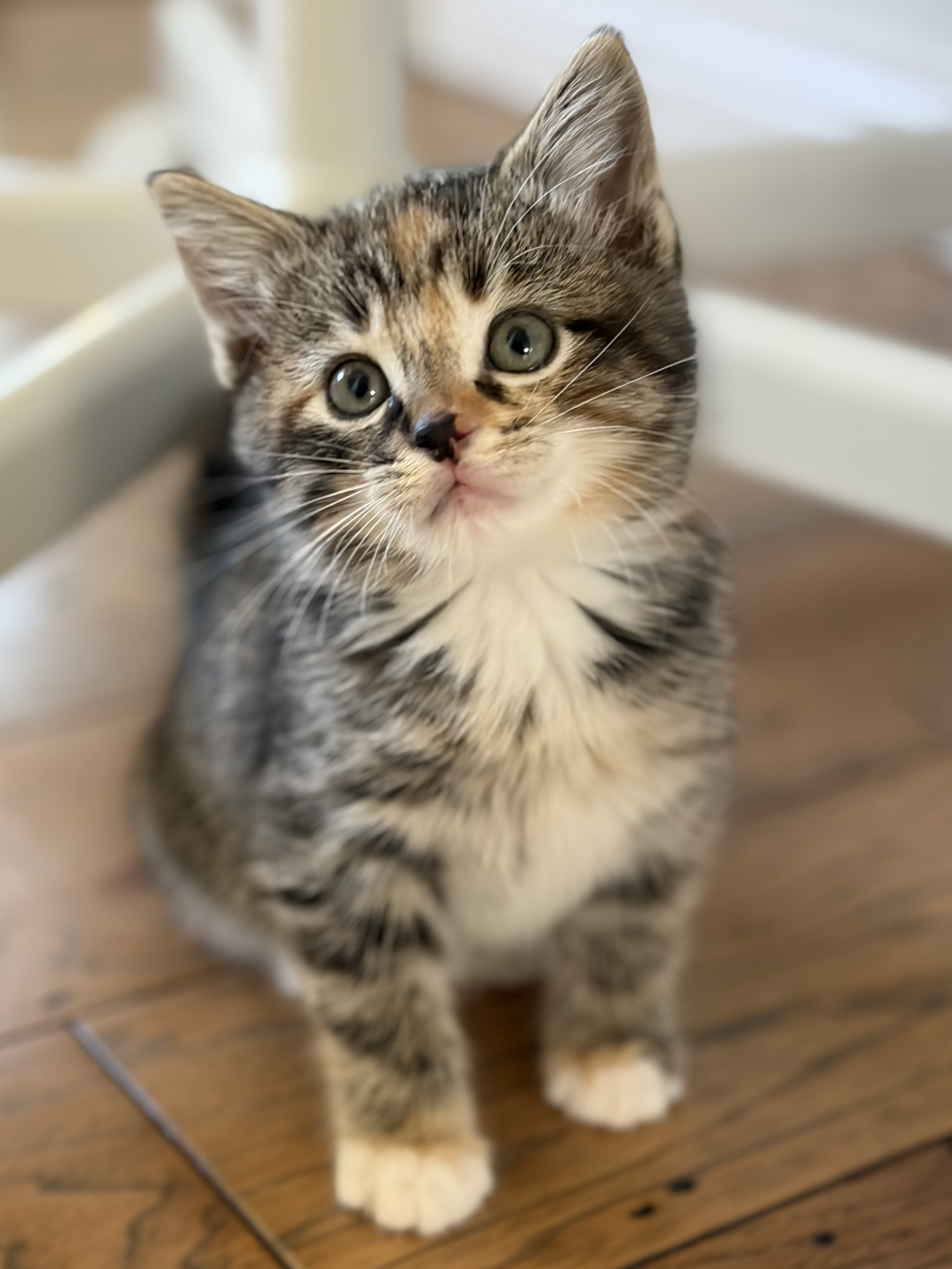 Picture of the Animal Listed