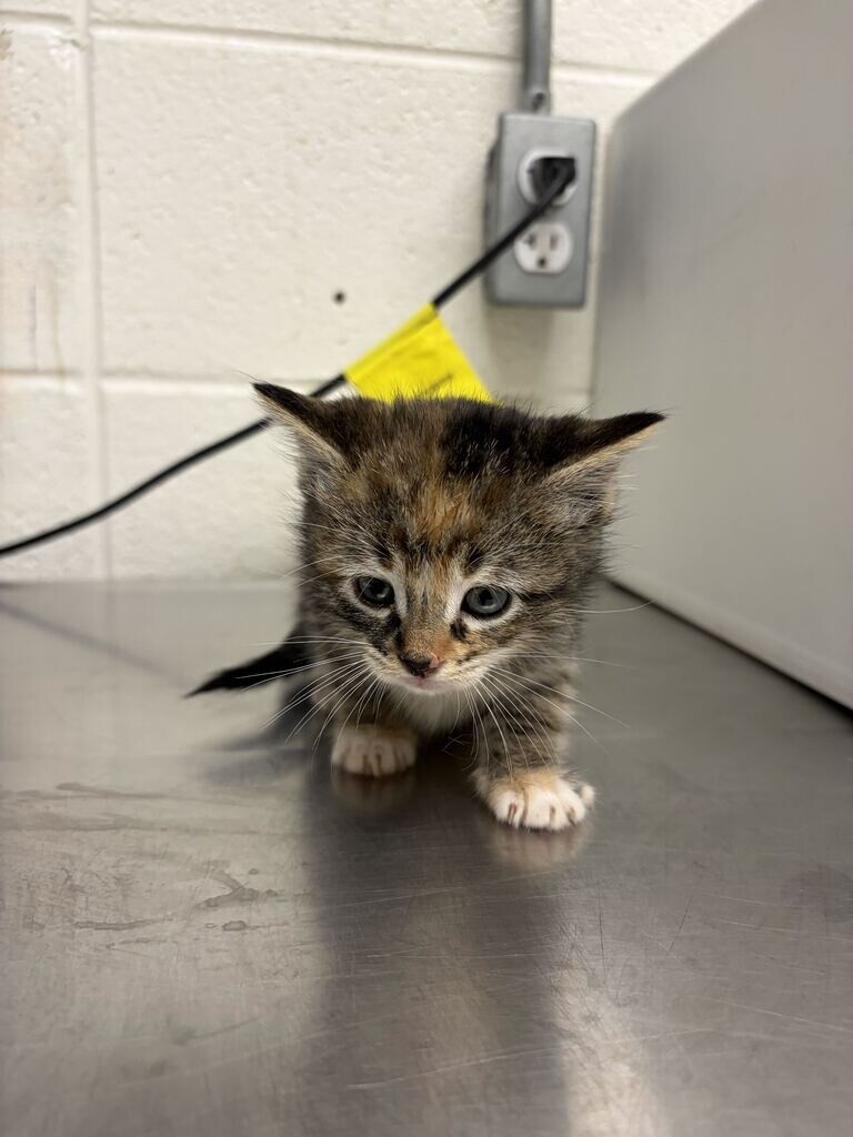 Picture of the Animal Listed