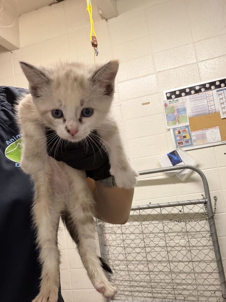 Picture of the Animal Listed
