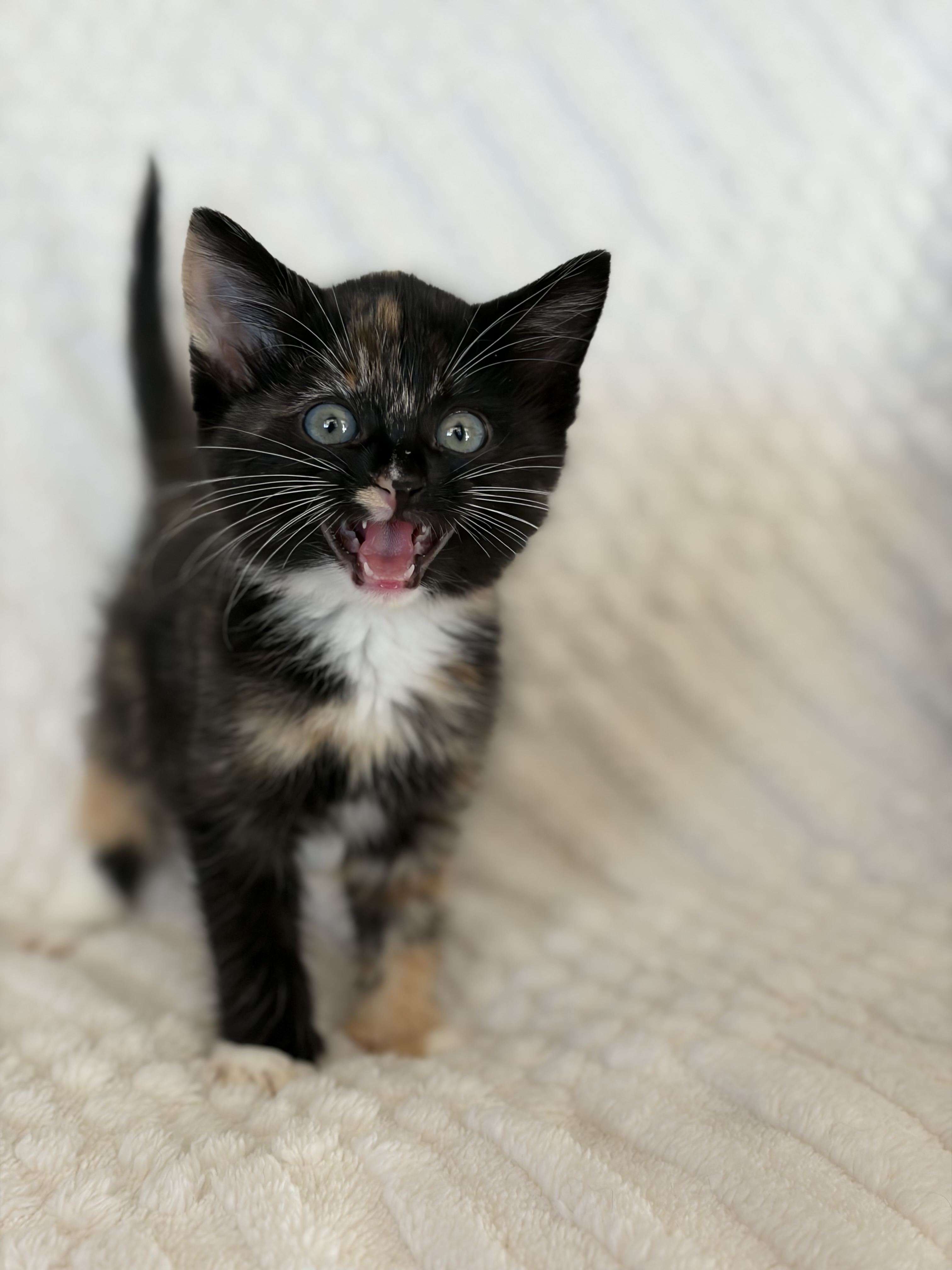 Picture of the Animal Listed