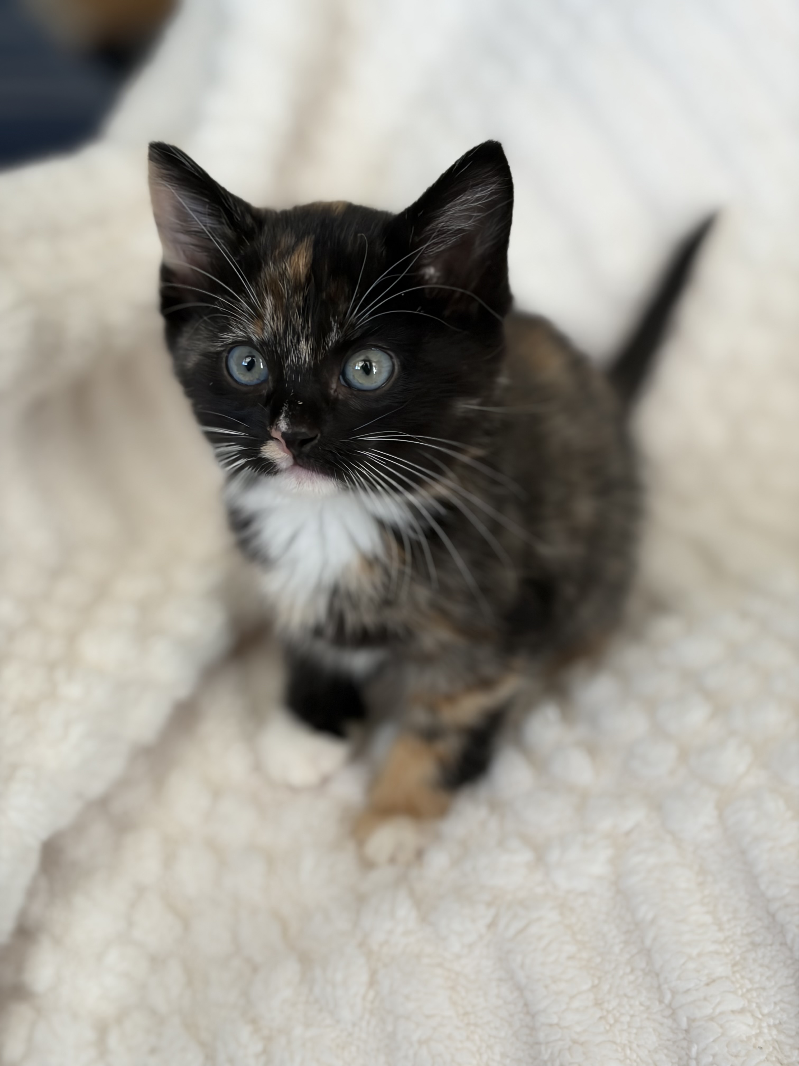 Picture of the Animal Listed
