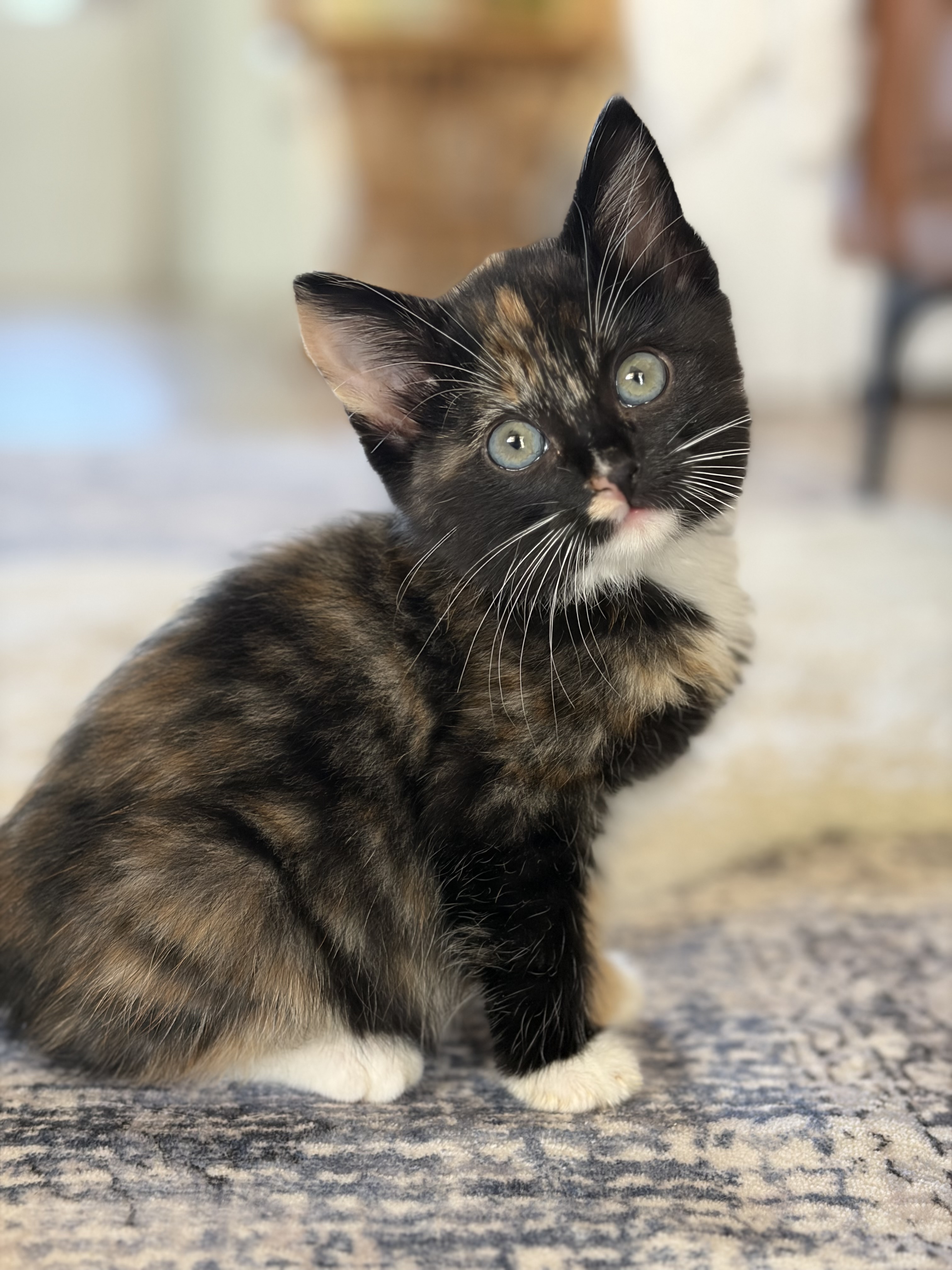 Picture of the Animal Listed