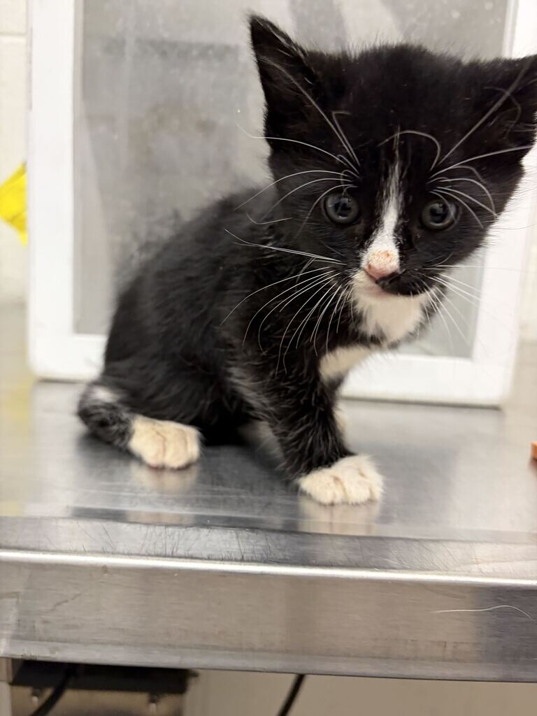 Picture of the Animal Listed