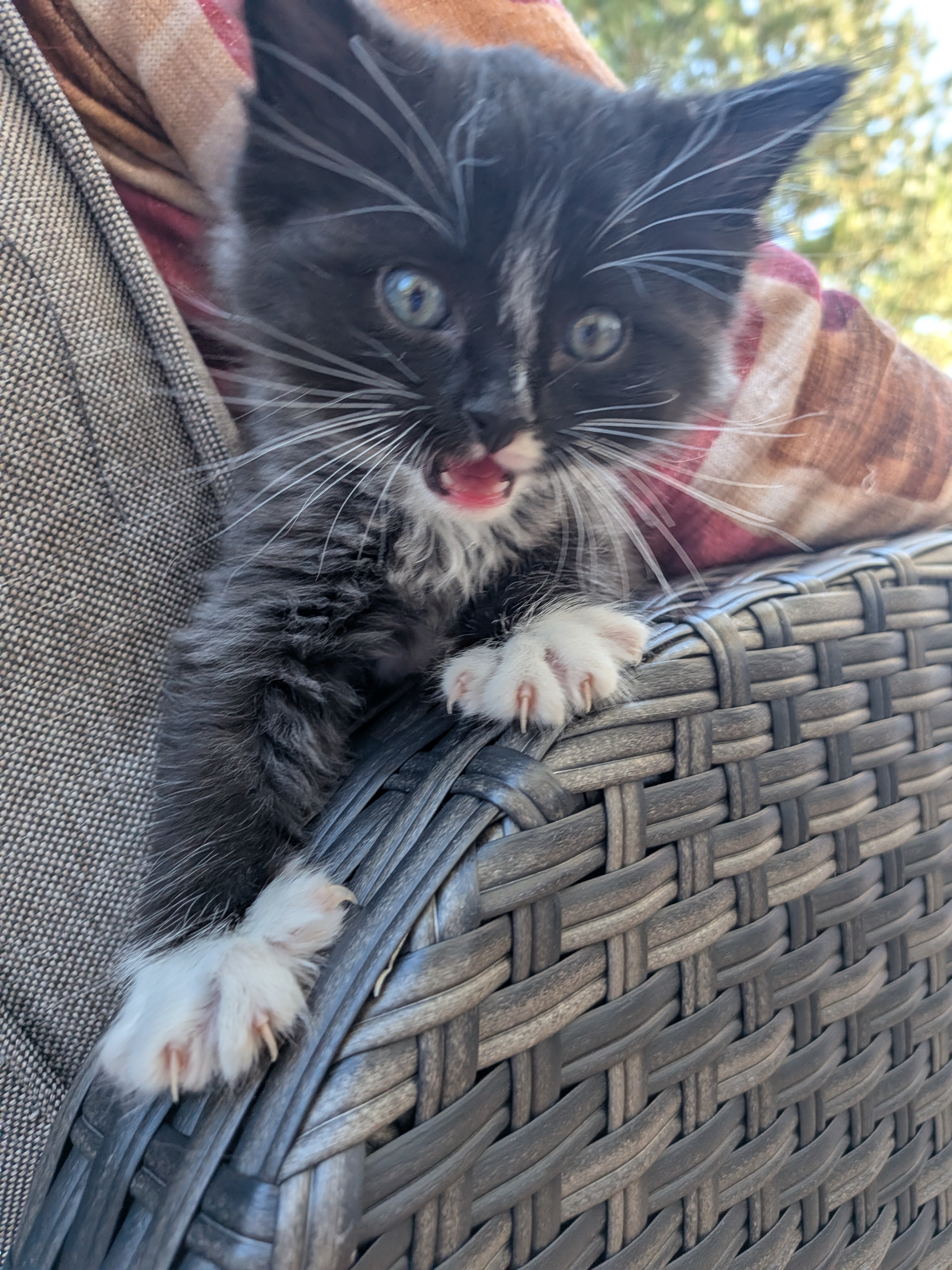 Picture of the Animal Listed