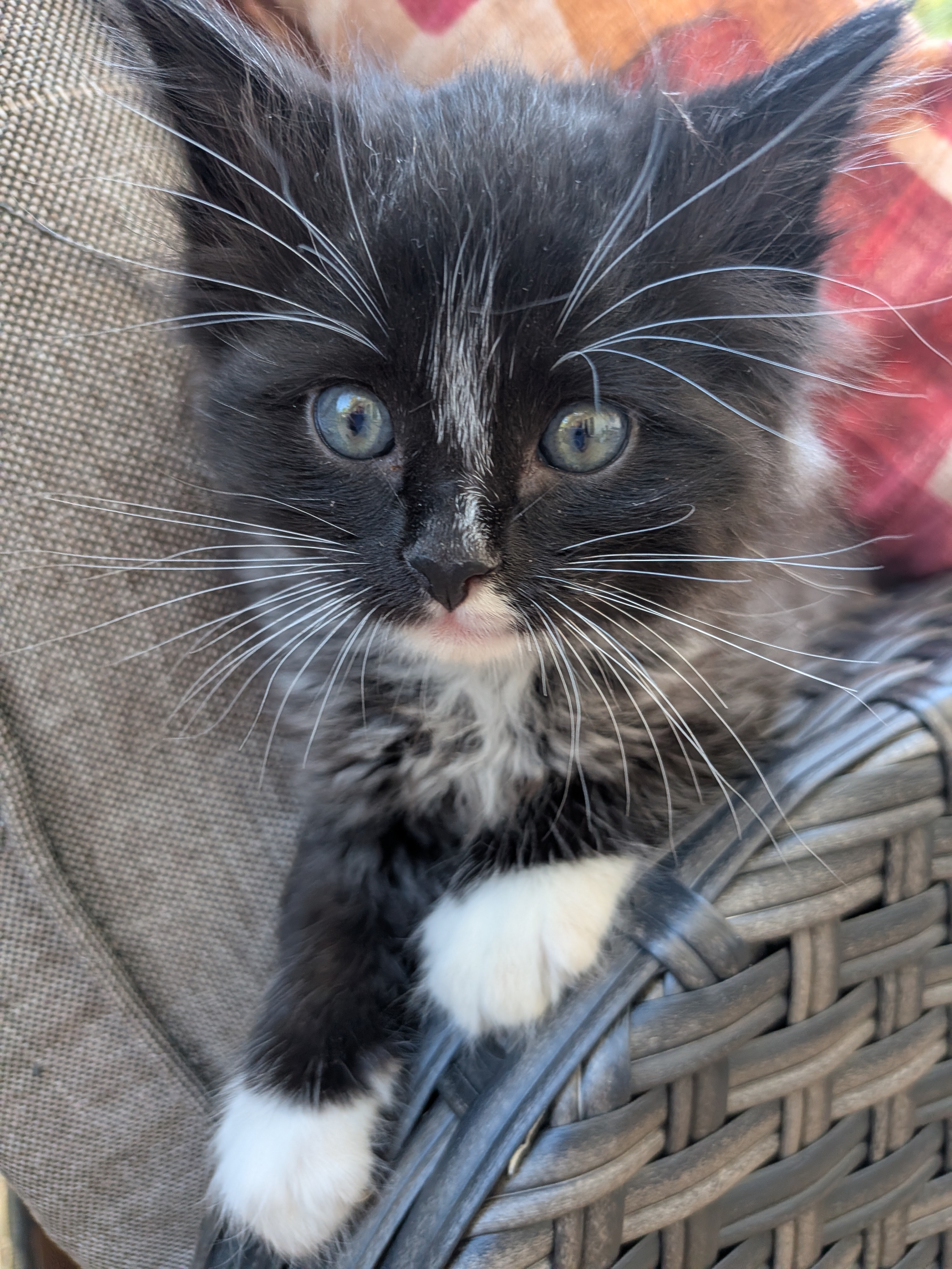 Picture of the Animal Listed
