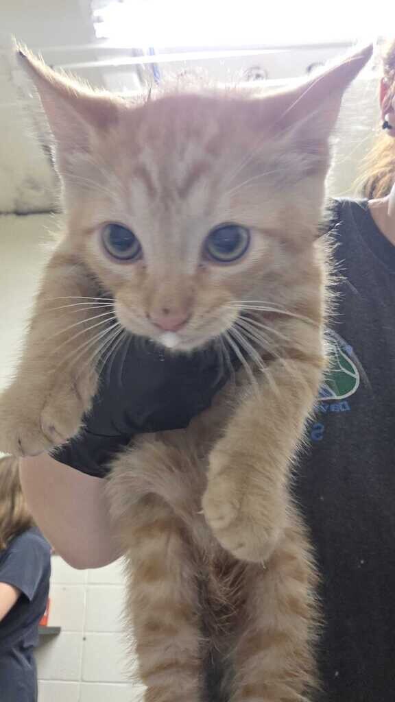 Picture of the Animal Listed